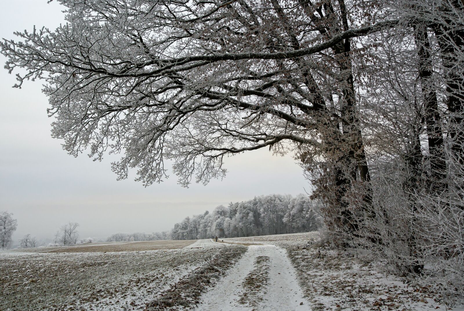 Sony Alpha DSLR-A100 sample photo. Winter, cold, winter's day photography