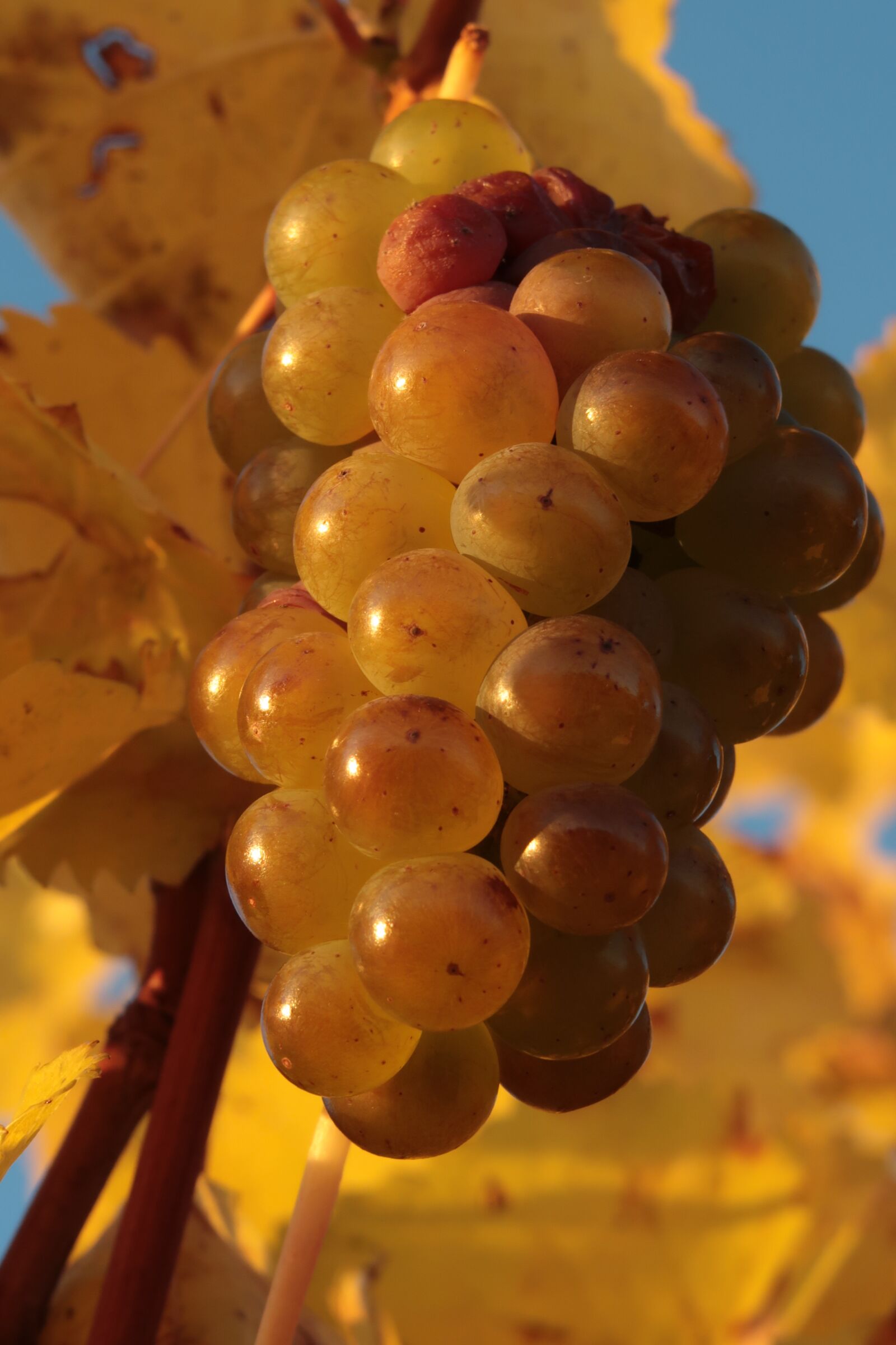 Canon PowerShot G7 X Mark II sample photo. Grapes, autumn, fruit photography