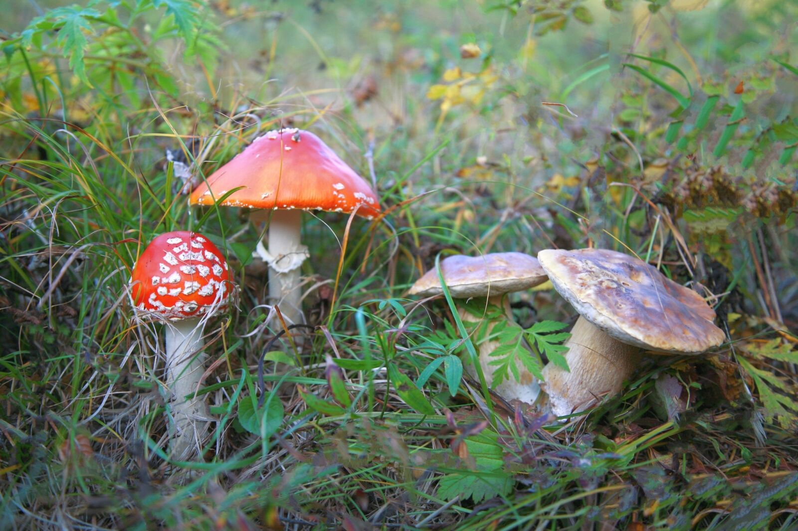 Canon EOS 5D sample photo. Amanita, mushrooms, family photography