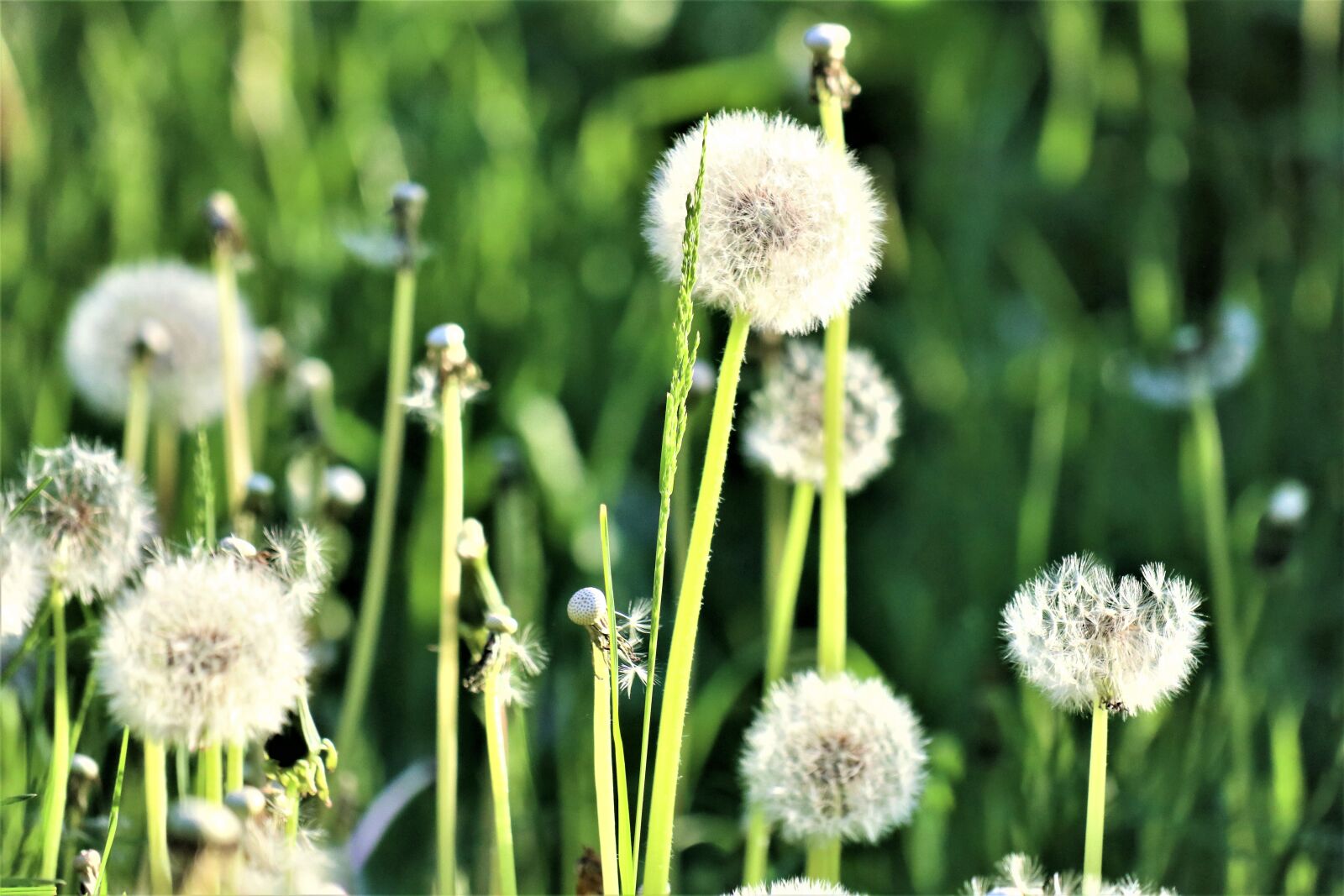 Canon EOS M6 sample photo. Grass, meadow, dandelion photography