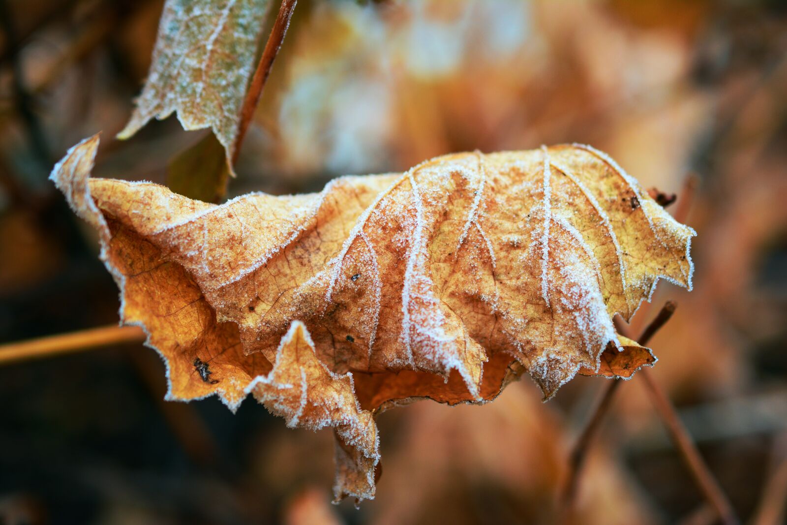 Nikon D5200 sample photo. Leaf, verwelktes sheet, frost photography
