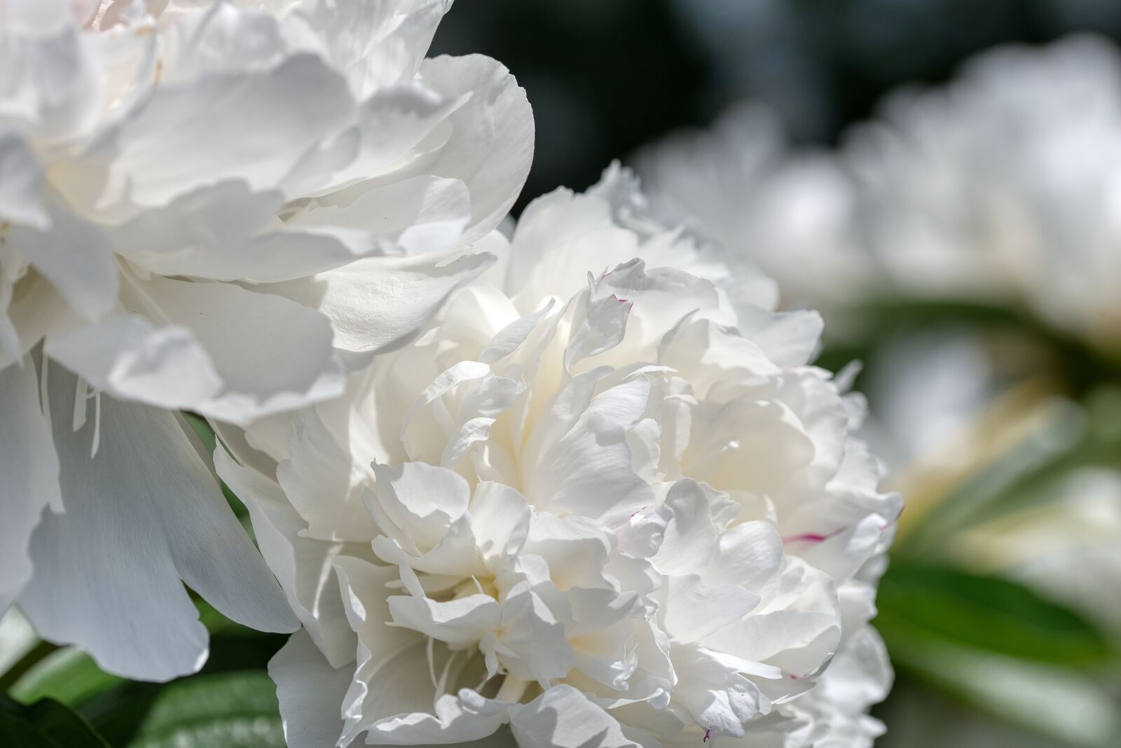 Nikon D750 sample photo. Peony, paeonia, shrub photography