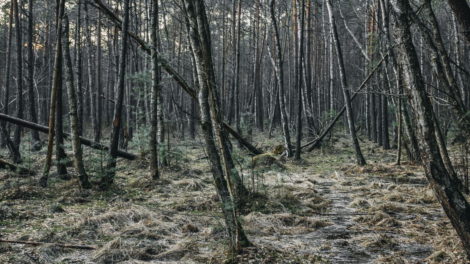 Nikon D7200 sample photo. Forest, jungle, wood photography