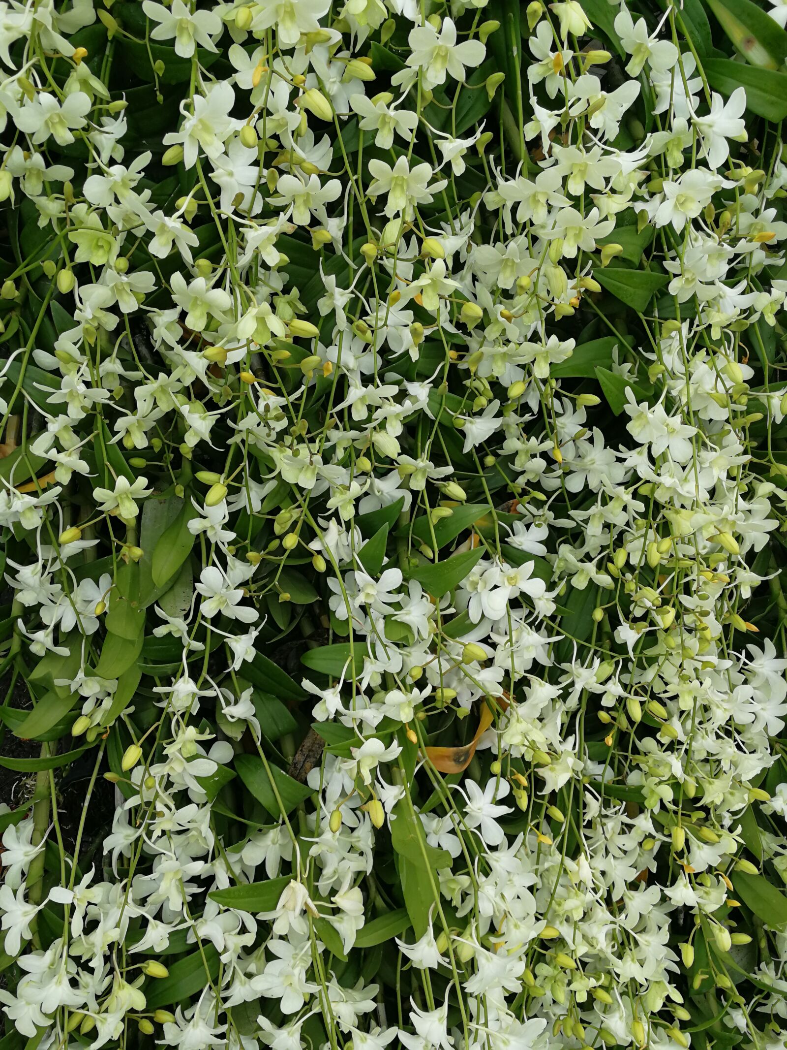 HUAWEI P10 sample photo. Flora, nature, leaf photography