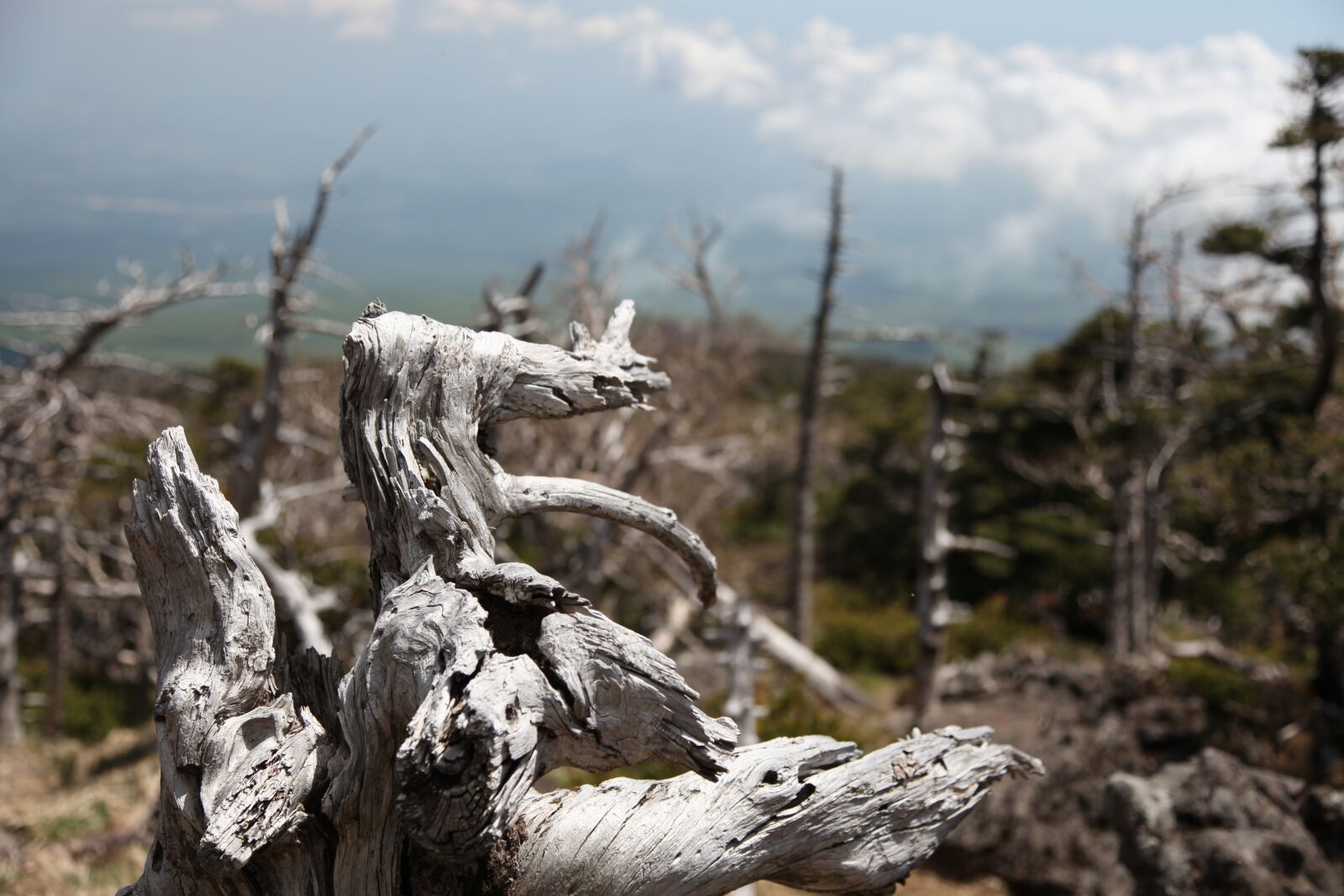 Canon EOS 5D Mark II sample photo. Halla, mountain, wood photography