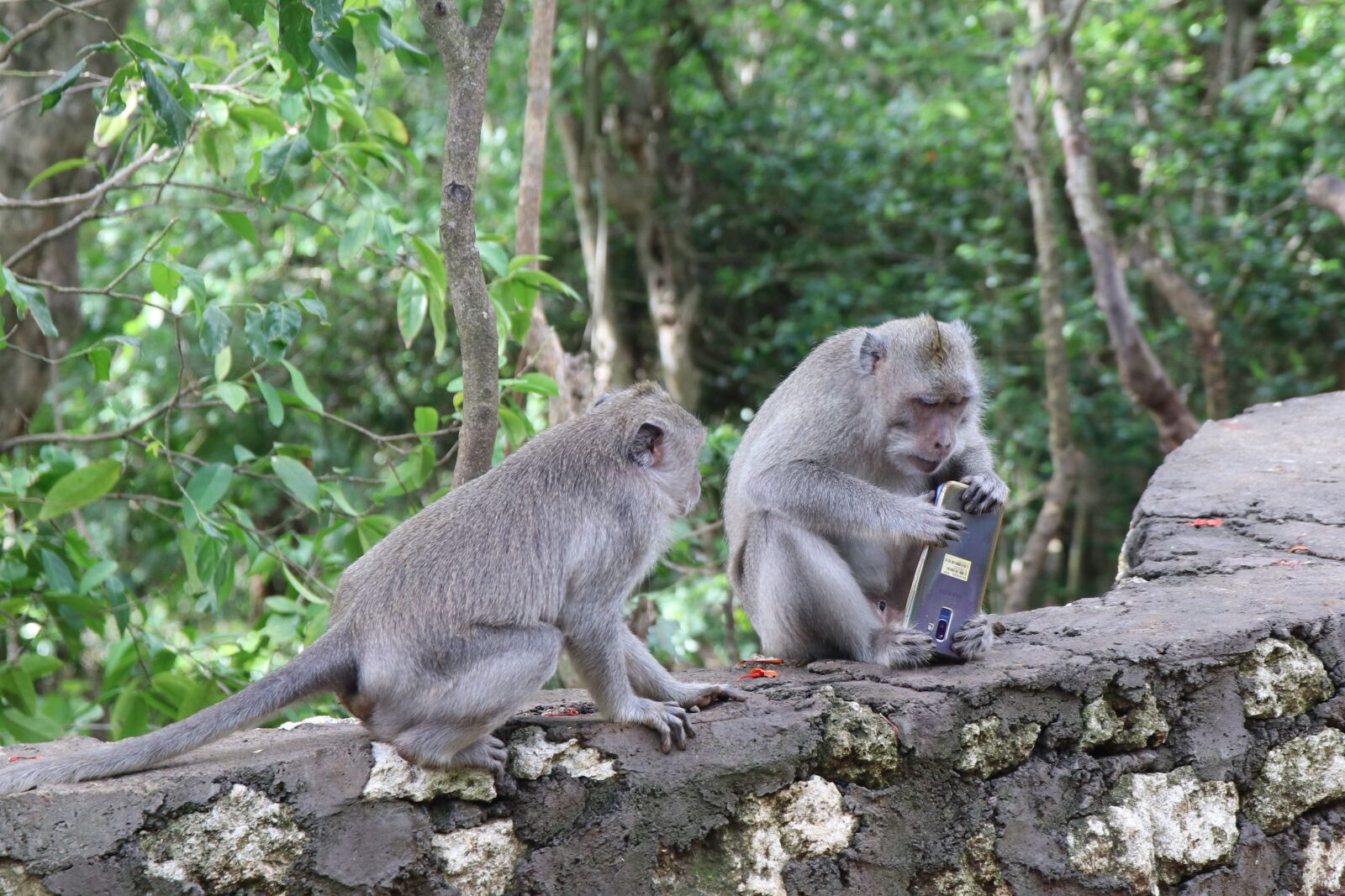 Canon EOS 80D sample photo. Bali, temple, monkeys photography