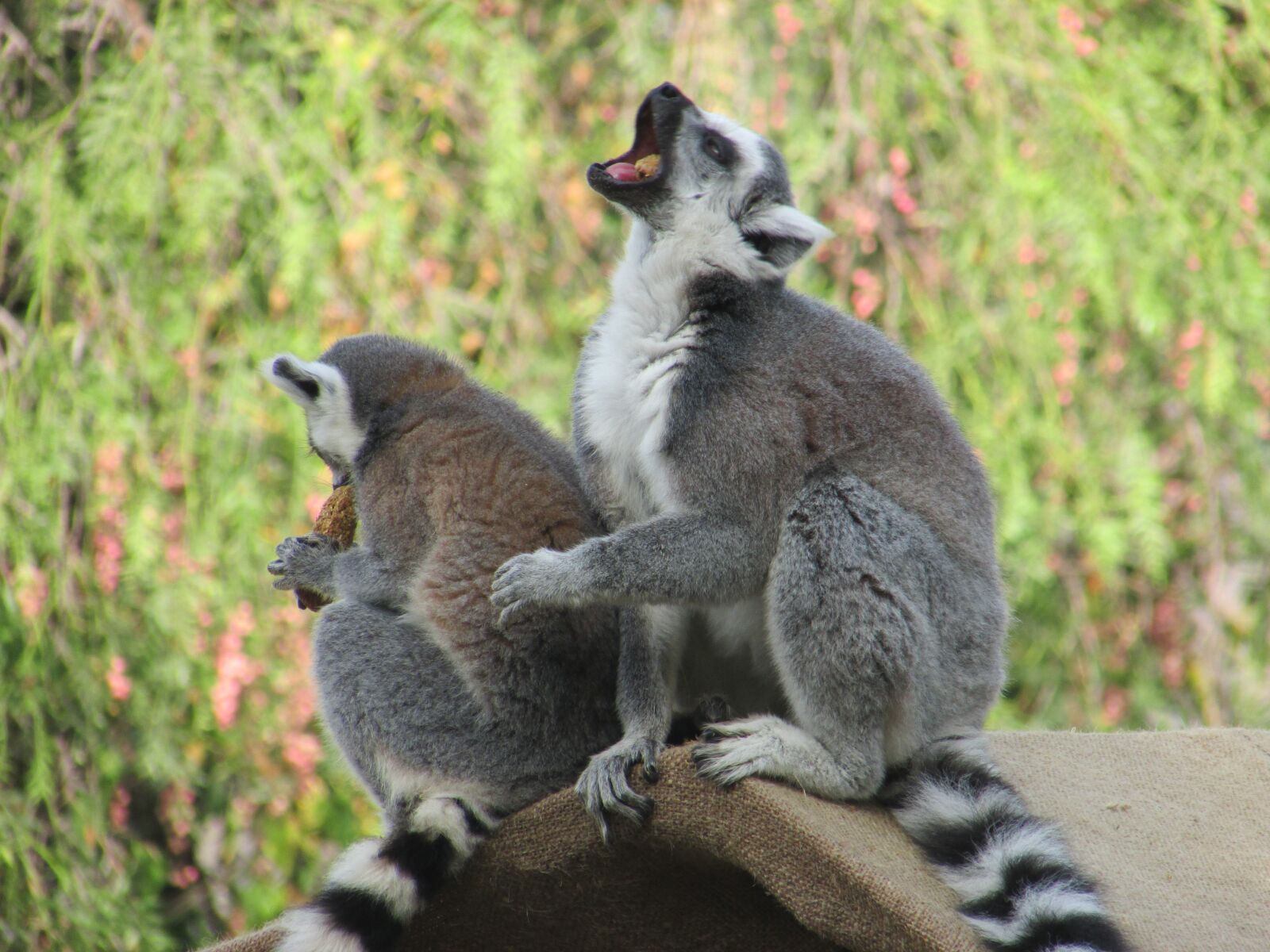 Canon PowerShot SX500 IS sample photo. The lemur, scream, animals photography