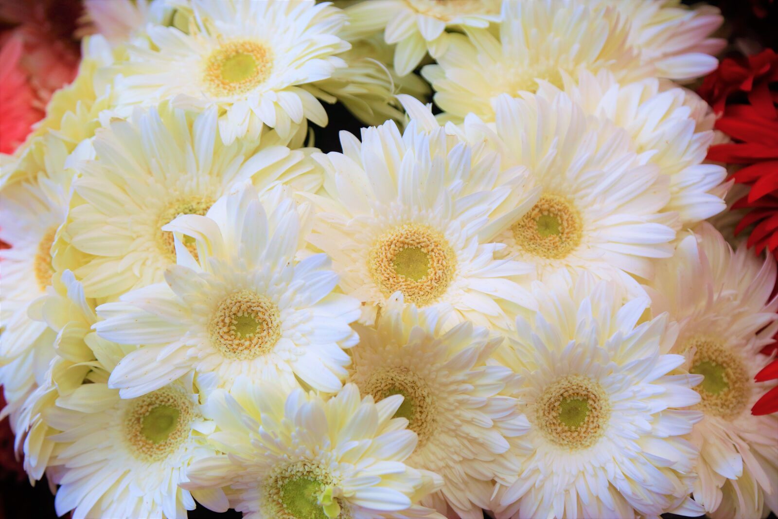 Canon EF 24-105mm F4L IS USM sample photo. Flowers, white, spring photography