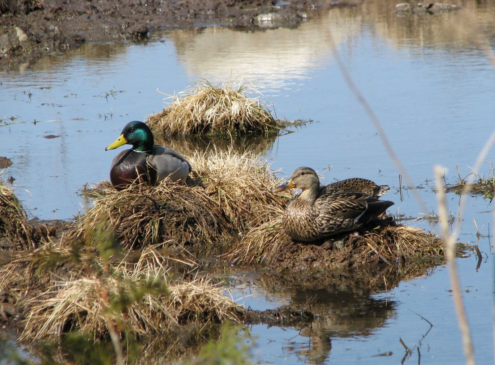 Canon POWERSHOT S5 IS sample photo. Mallard, anas platyrhynchos, mating photography