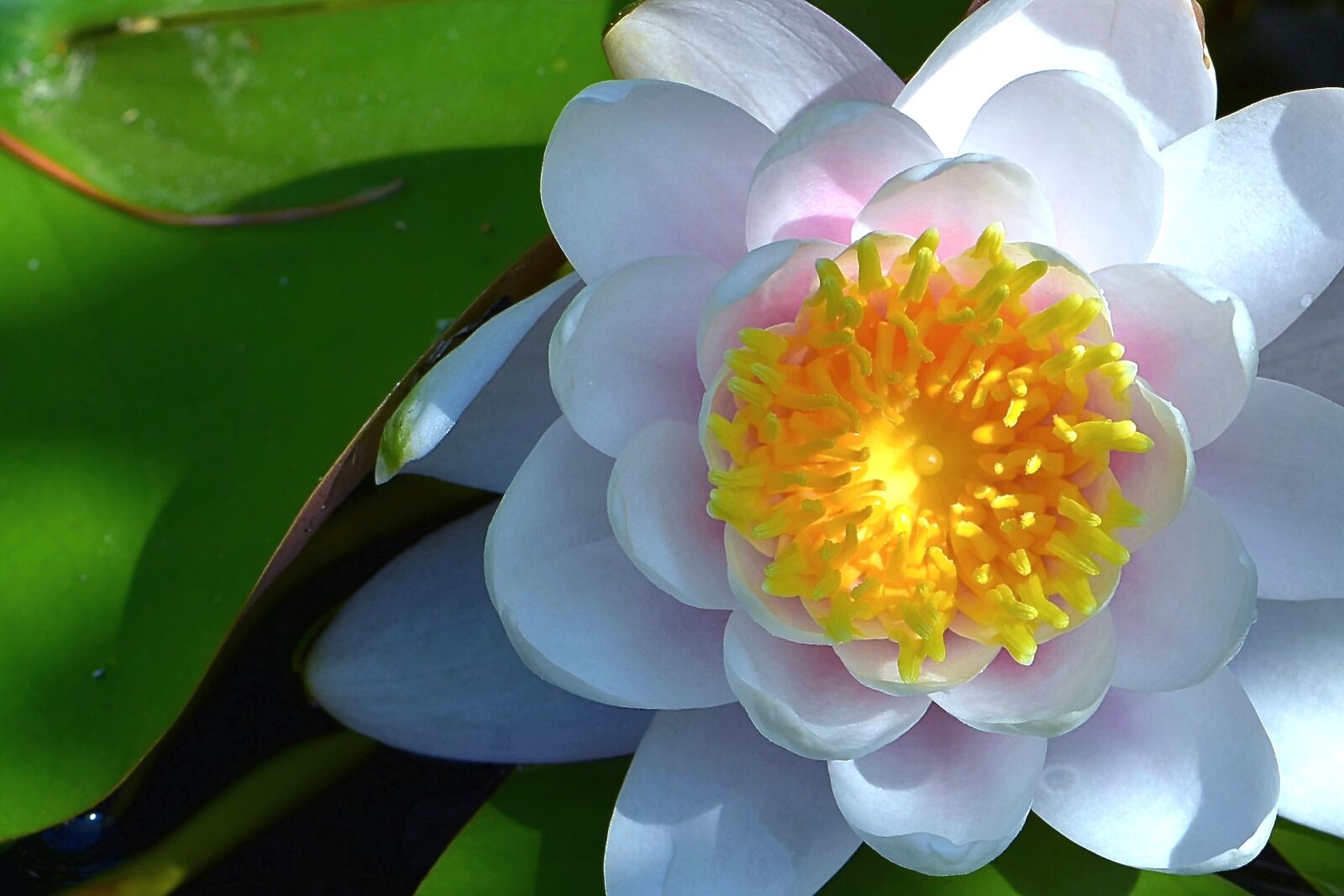 Nikon D5600 sample photo. Water lily, white, aquatic photography