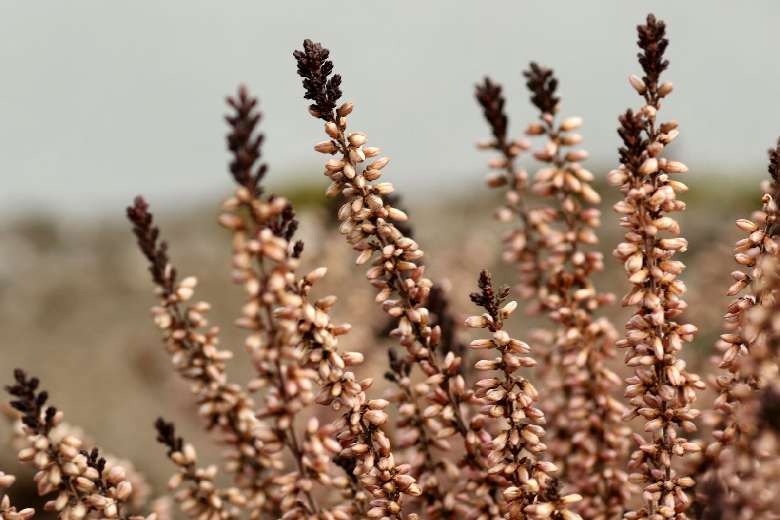 Canon EOS 7D Mark II + Canon EF 135mm F2L USM sample photo. Heather, nature, outdoors photography