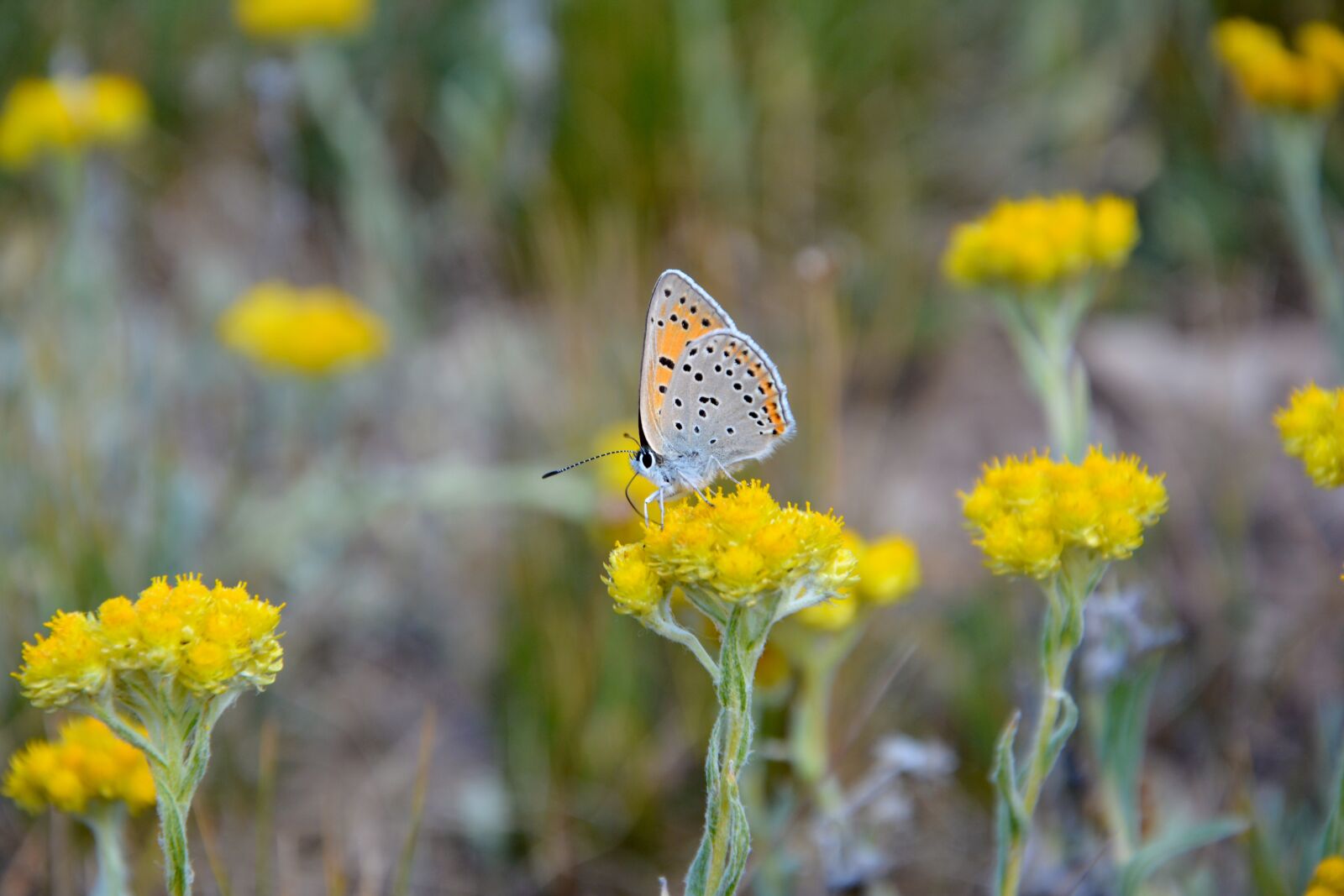 Nikon D7100 sample photo. Flower, nature, butterfly photography