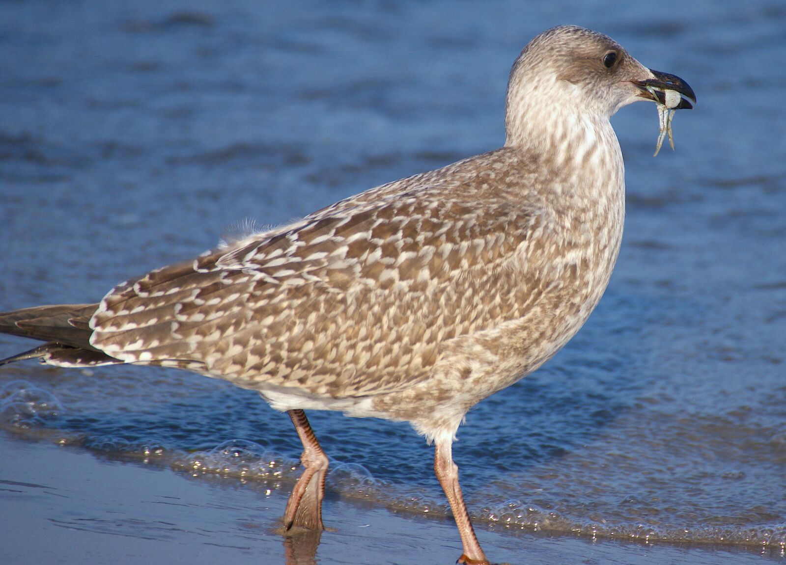 Sony Alpha DSLR-A350 sample photo. Gull, young bird, bill photography