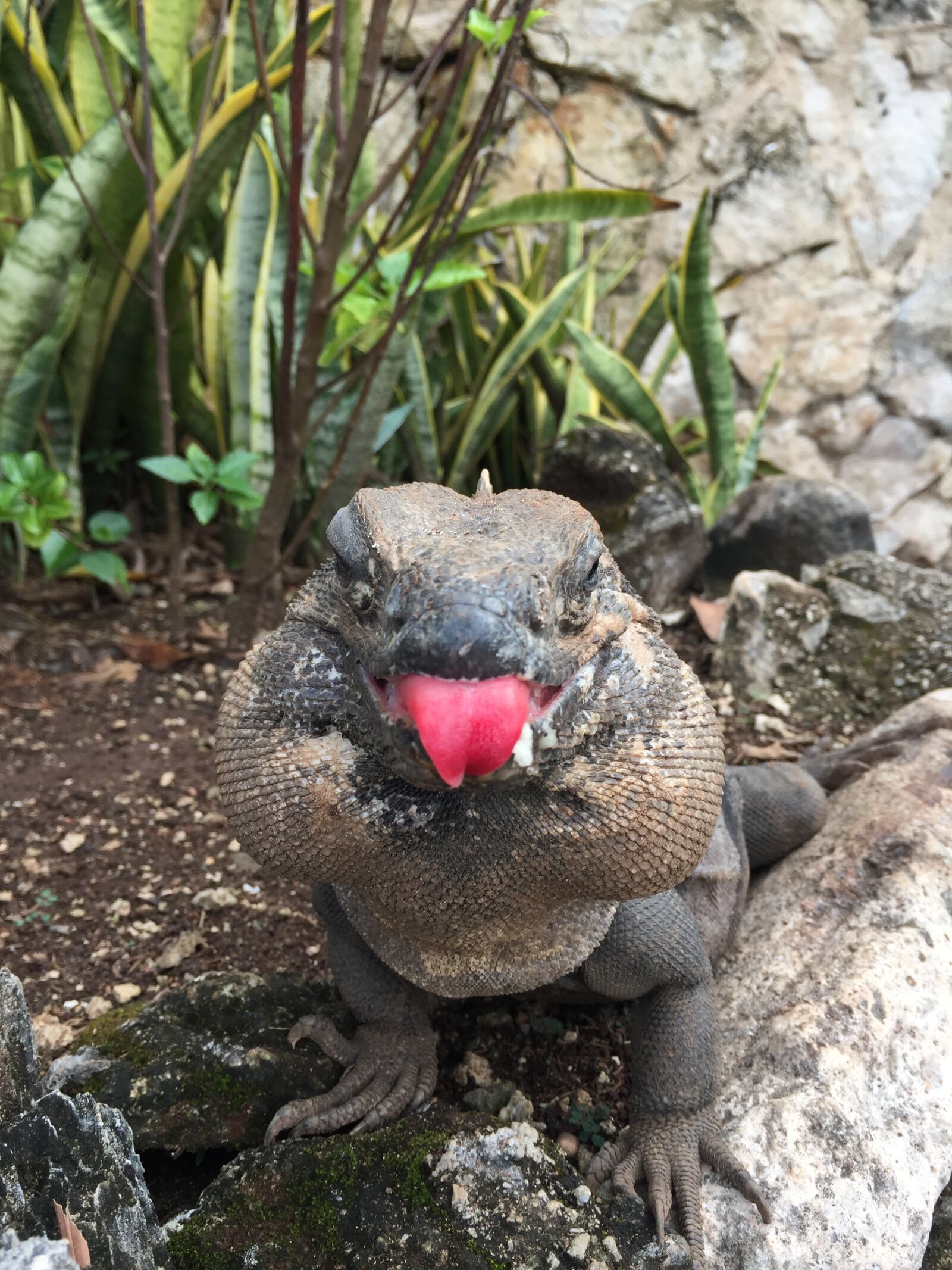 iPhone 6 back camera 4.15mm f/2.2 sample photo. Animal, language, funny photography