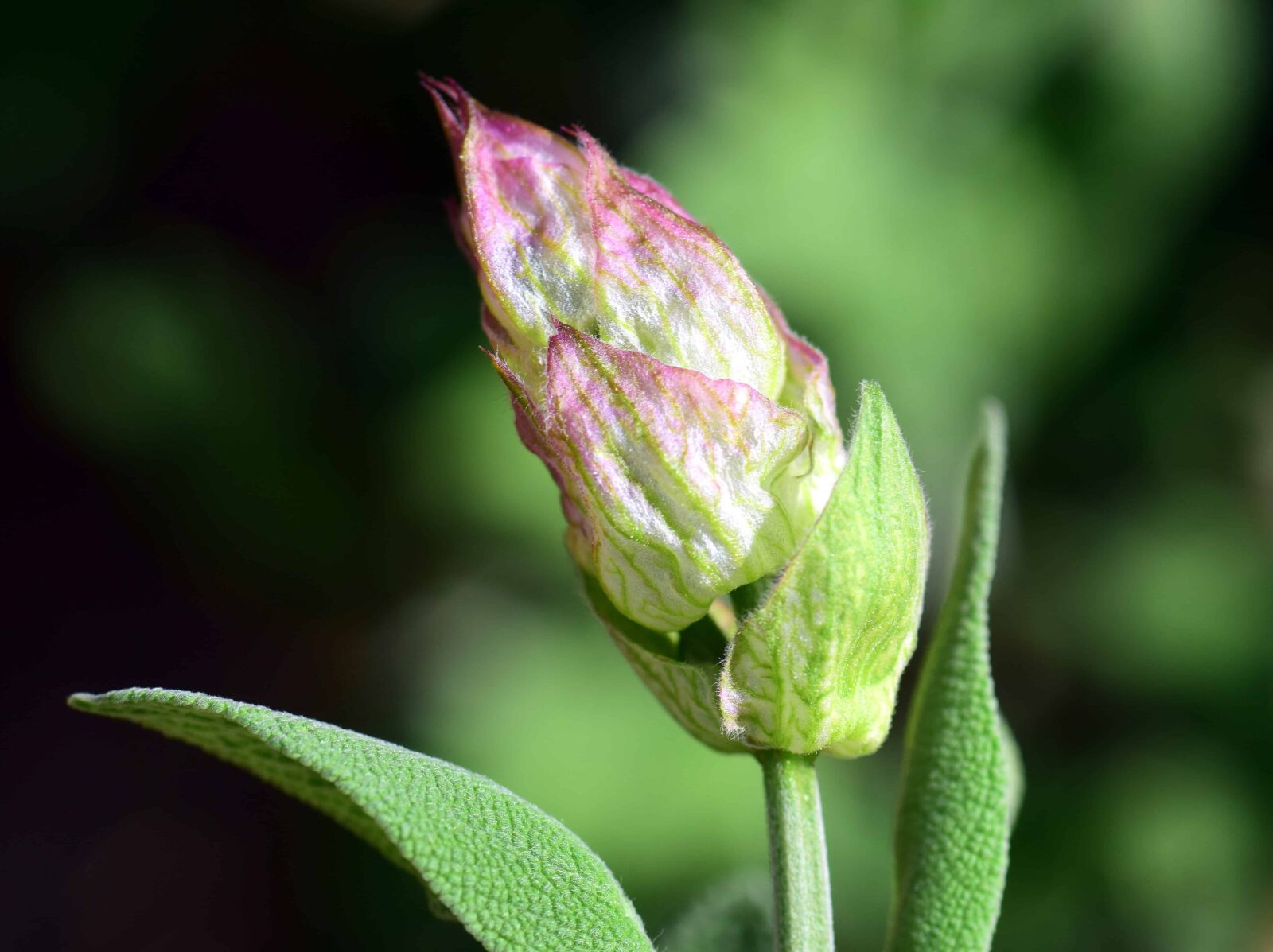 Nikon D3300 sample photo. Flower bud, green leaf photography