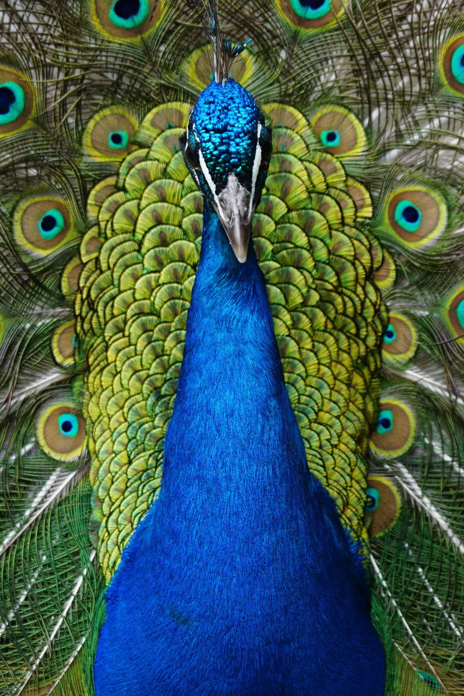 Sony ILCA-77M2 + Sony 70-400mm F4-5.6 G SSM sample photo. Peacock, blue, bird photography