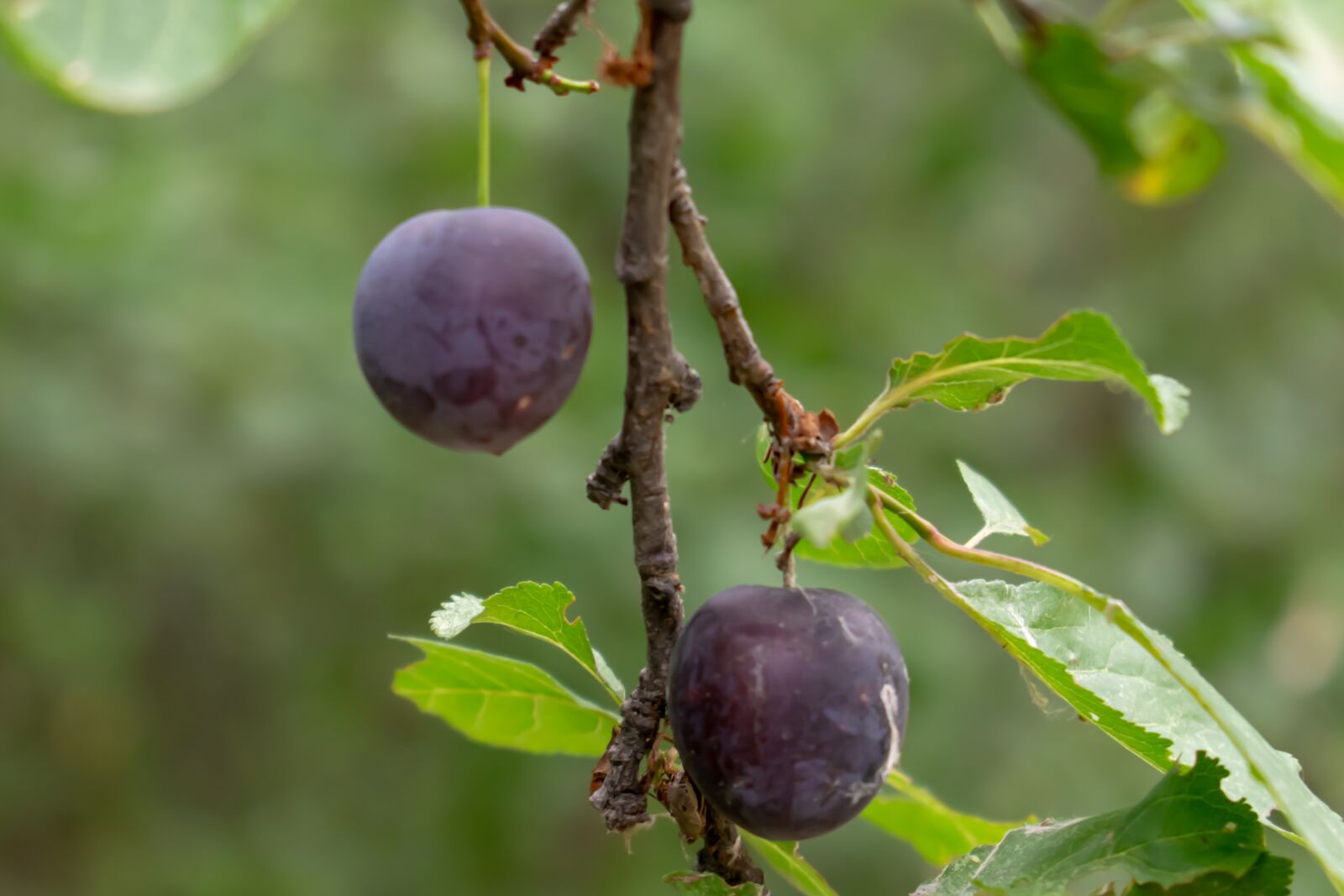 Nikon D3300 sample photo. Plum, fruit, food photography