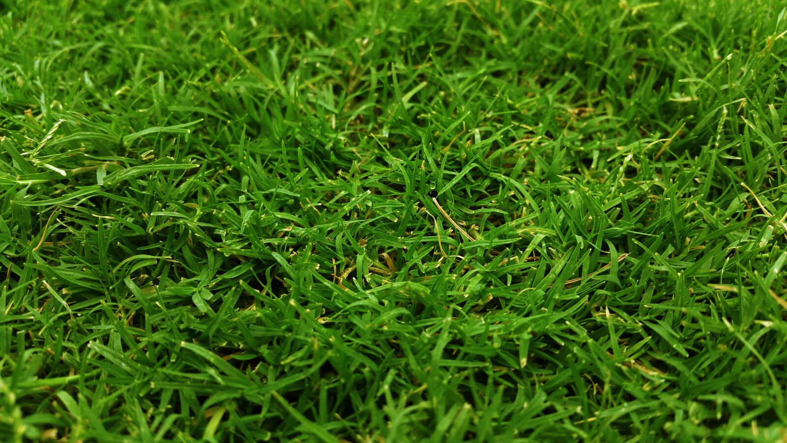 Samsung Galaxy Note4 sample photo. Close-up, field, grass photography