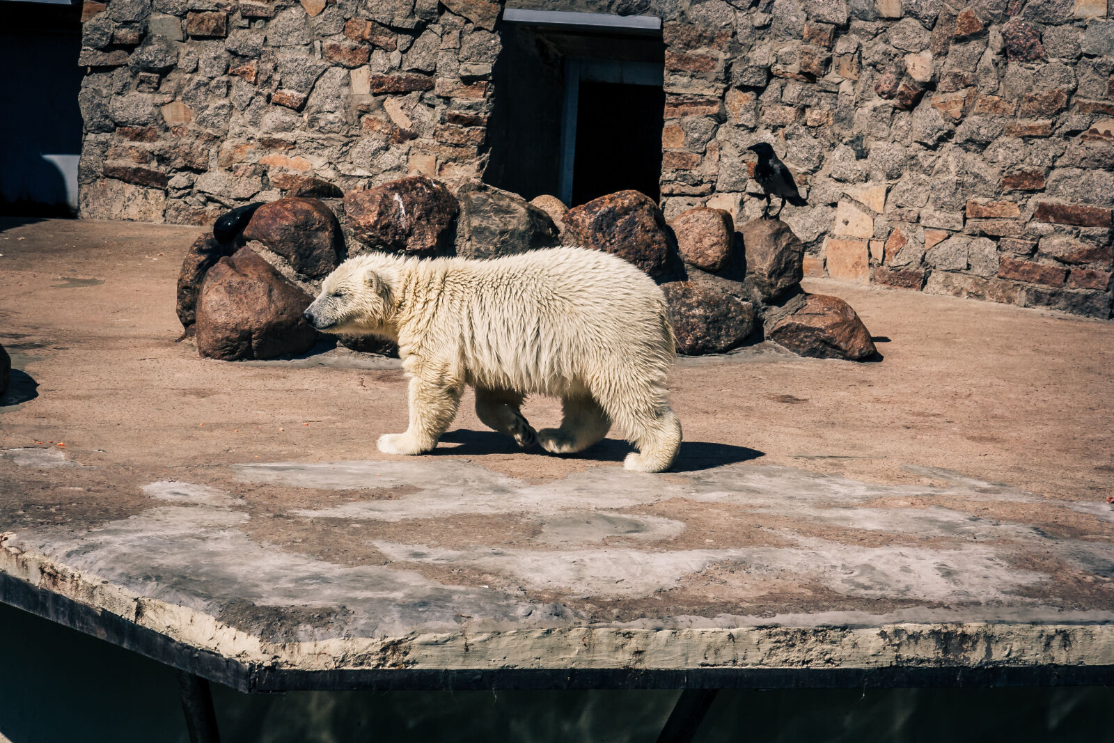 Canon EF-S 17-85mm F4-5.6 IS USM sample photo. Bear, cub, teddy, bear photography