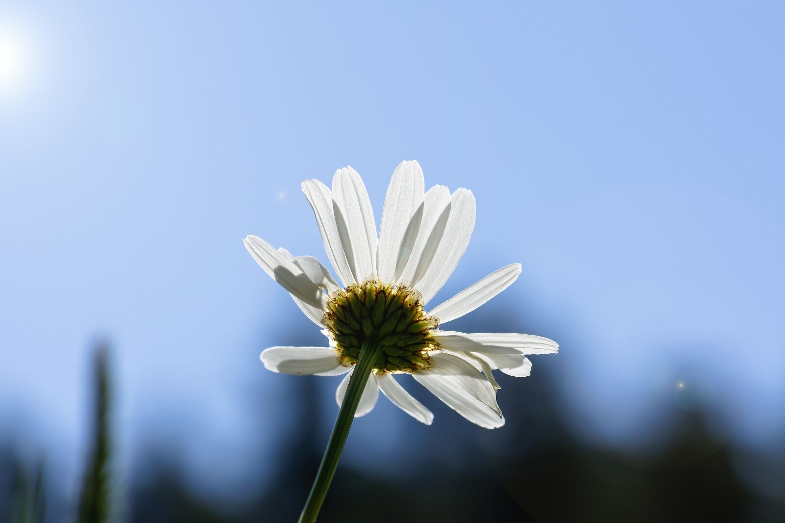 Nikon D7200 sample photo. Margin rides, light, blossom photography