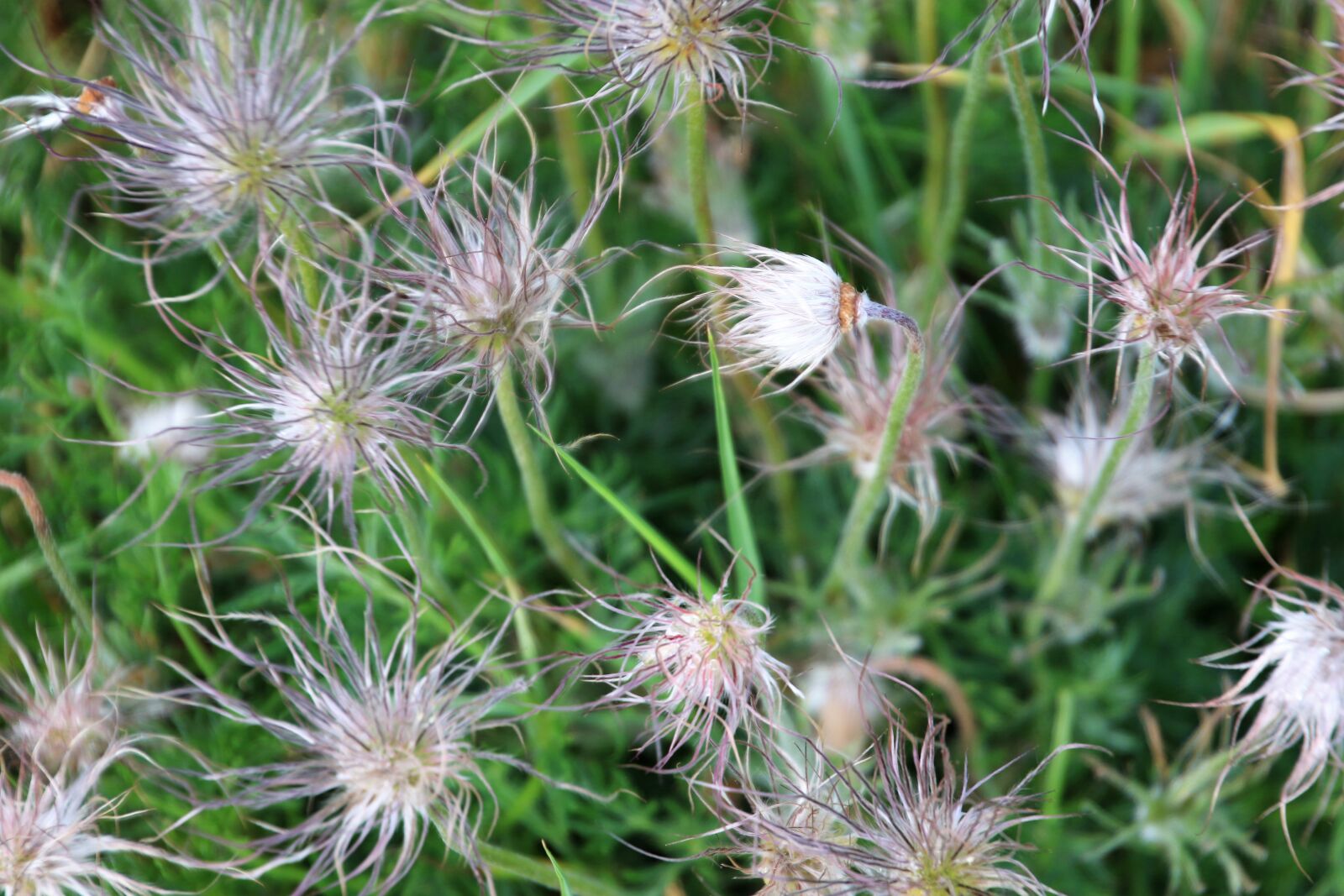 Canon EOS 7D Mark II sample photo. Flowers, garden, grass, green photography