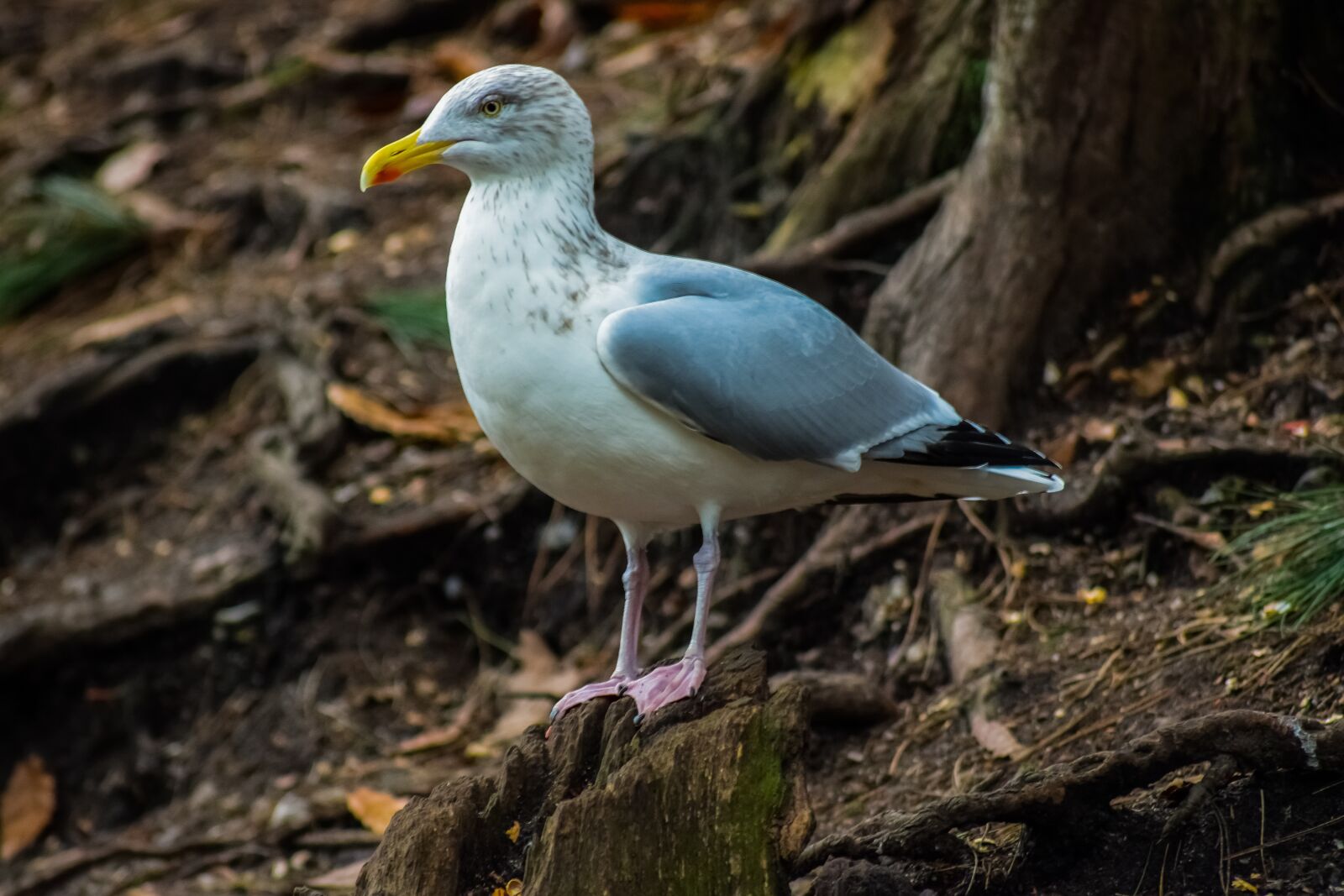 Nikon D3300 sample photo. Gull, animal, bird photography