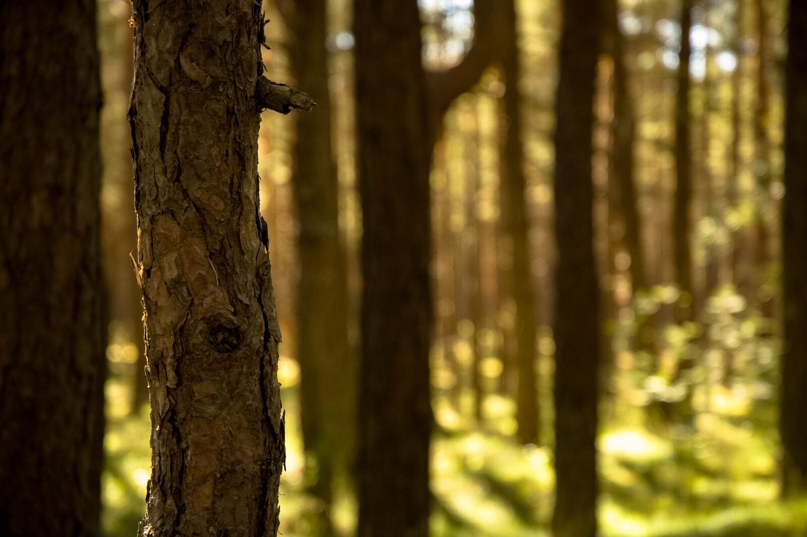 Nikon D70s sample photo. Forest, nature, pine bark photography
