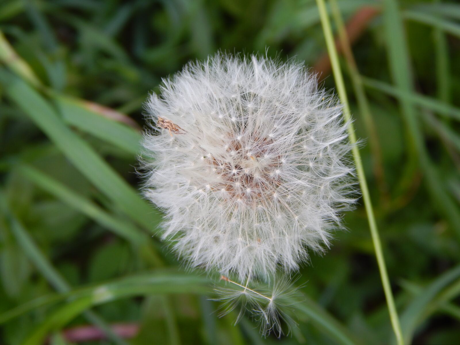 Nikon Coolpix L820 sample photo. Dandelion, flower, nature photography