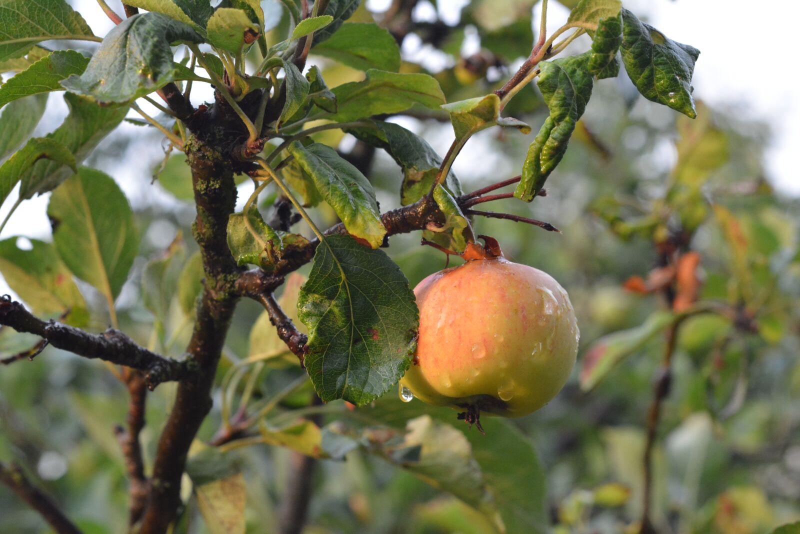 Nikon D5200 sample photo. Apple, fruit, tree photography