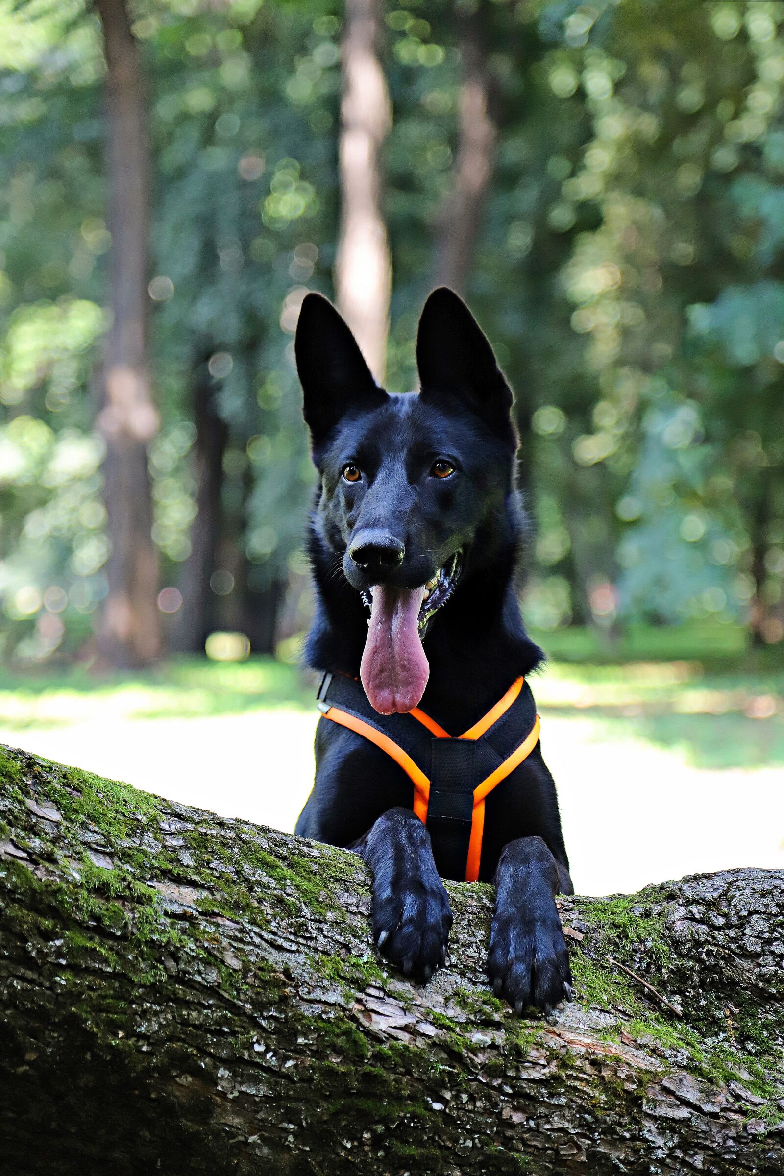 Canon EOS 6D Mark II sample photo. Black german shepherd, dog photography