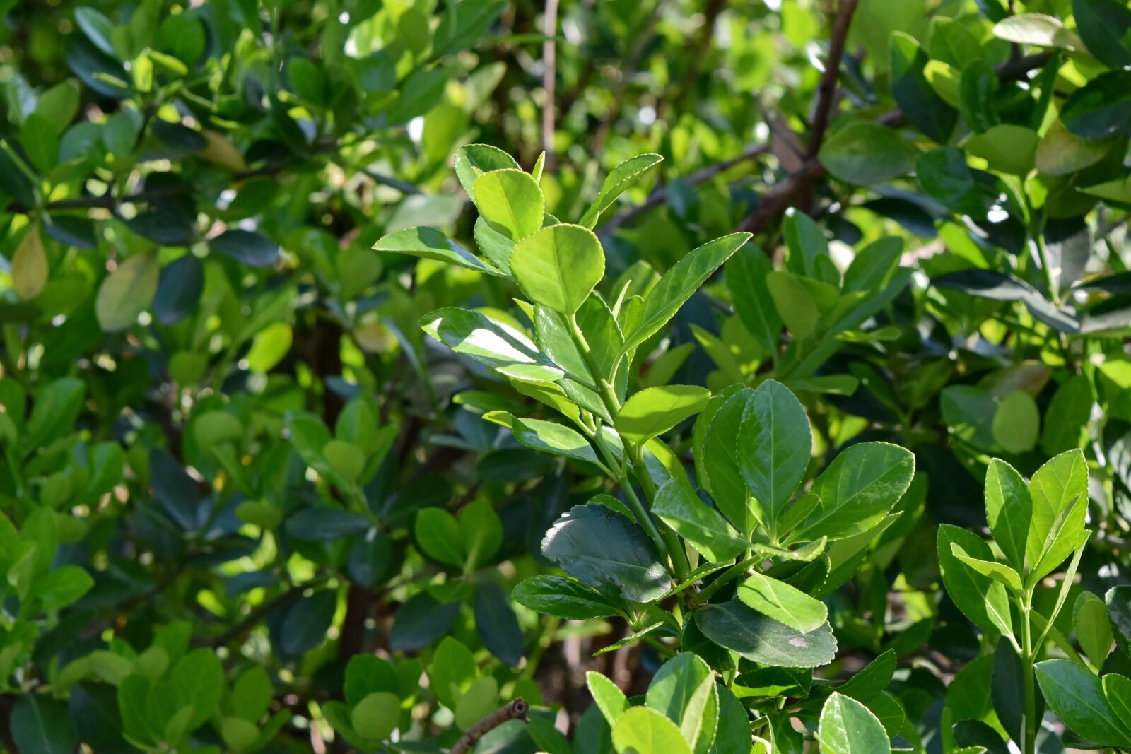 Nikon D5500 sample photo. Branches, bushes, green leaves photography