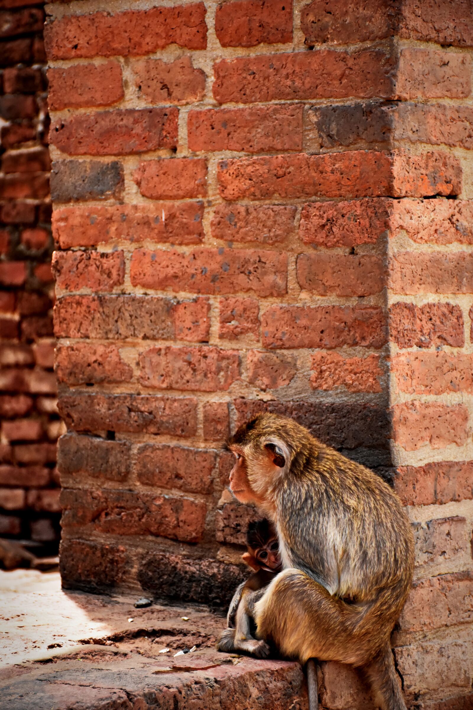 Nikon D7200 sample photo. Monkey, animals, relax photography