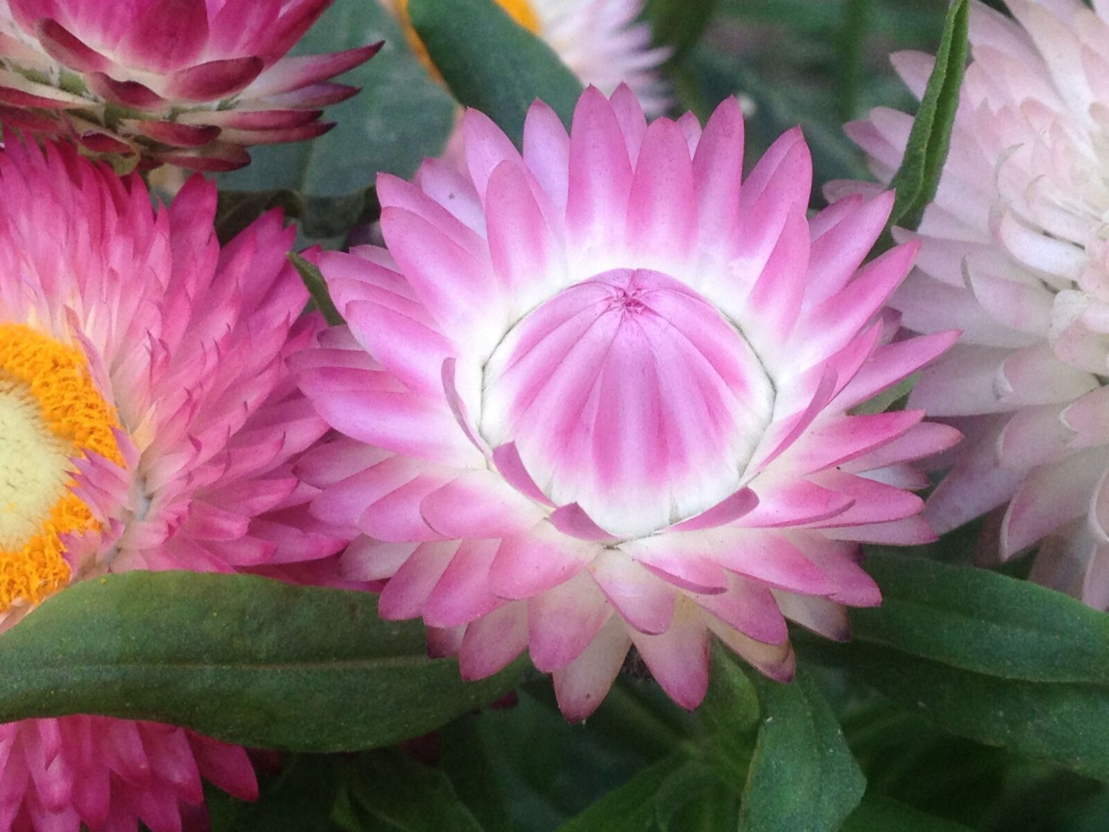 Apple iPhone 4S sample photo. Flower, plants, pink photography