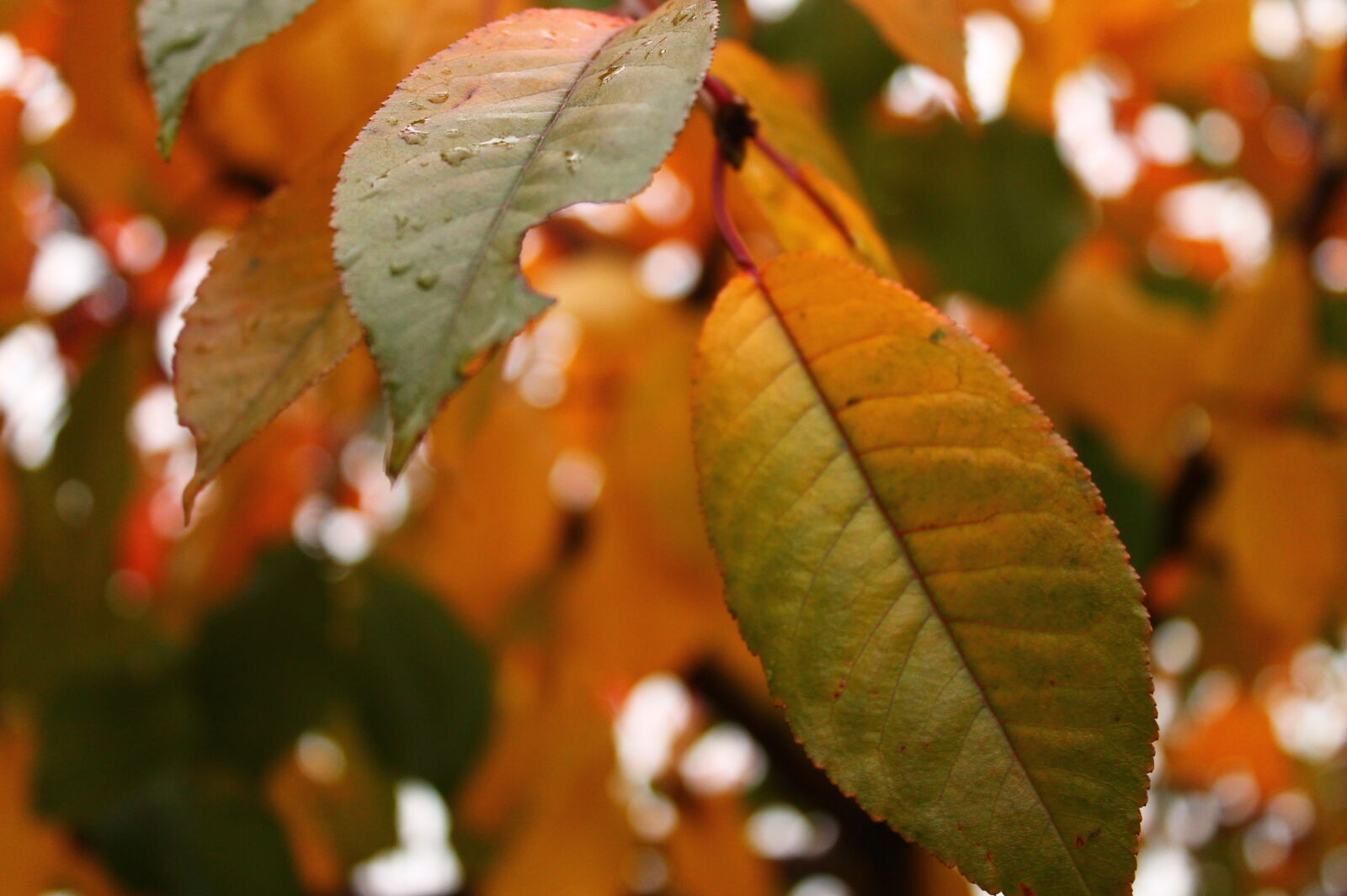 Canon EOS 1100D (EOS Rebel T3 / EOS Kiss X50) sample photo. Autumn, close, up, fall photography