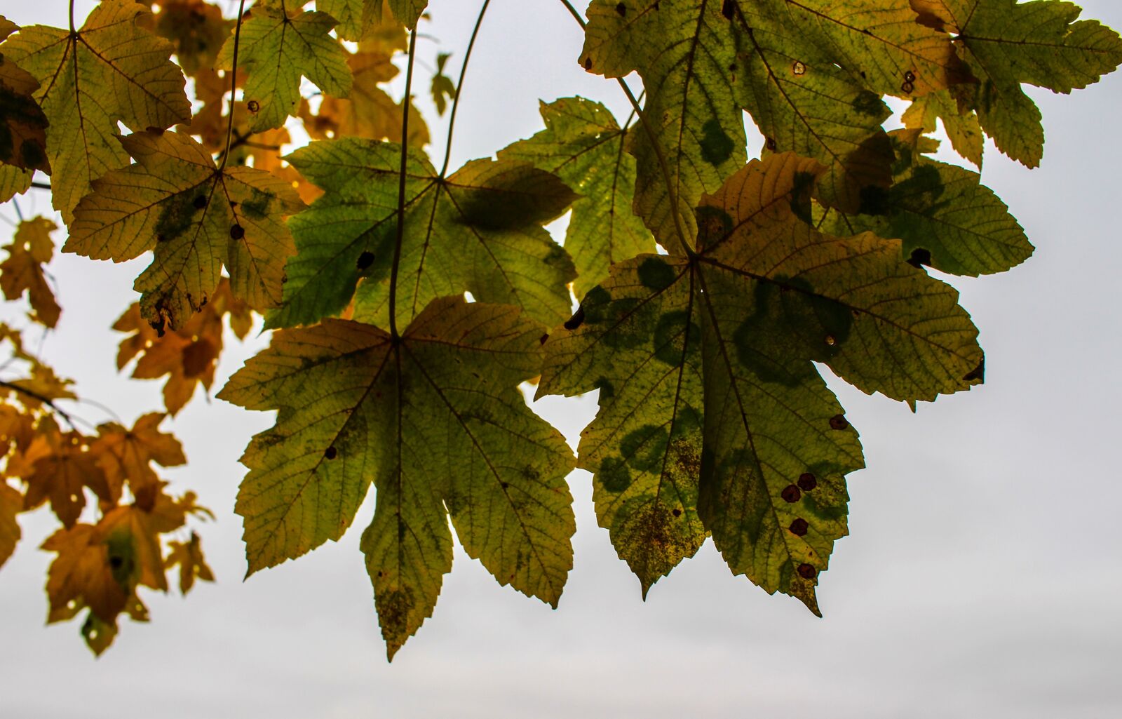 Canon EF-S 24mm F2.8 STM sample photo. Autumn, leaves, colorful photography