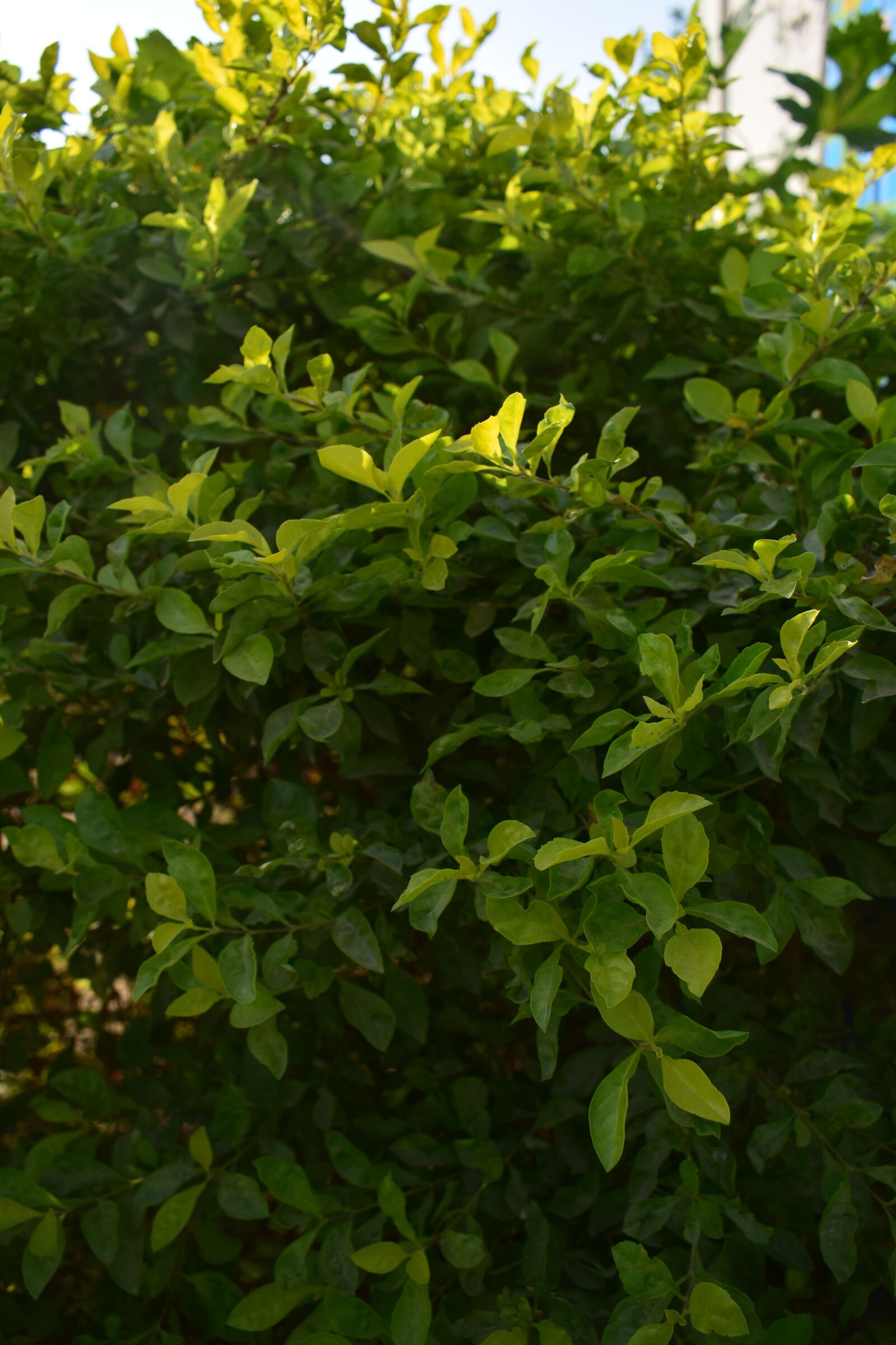 Nikon D5300 sample photo. Tree, fruit, green photography