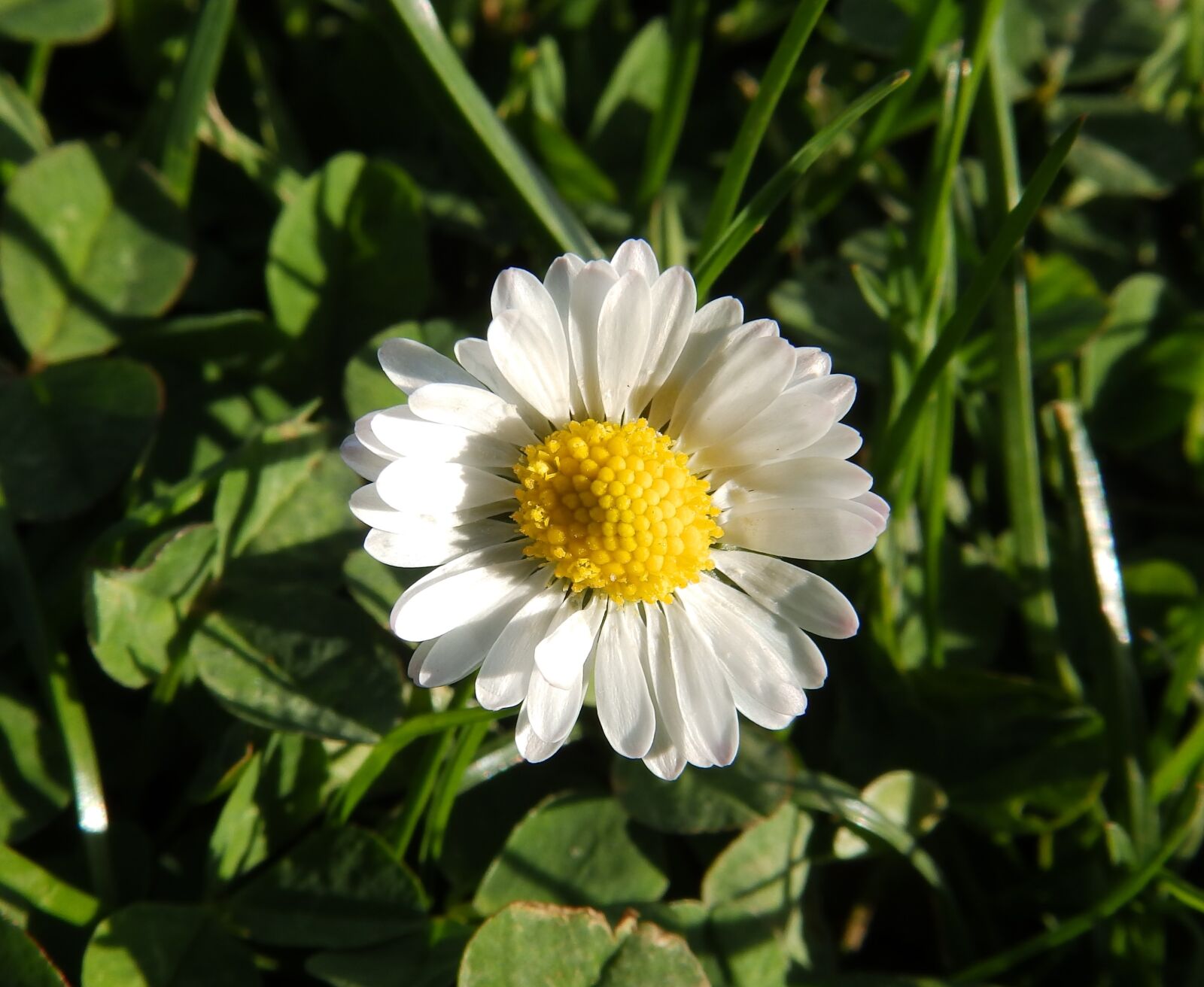 Olympus SP-820UZ sample photo. Daisy, tausendschön, composites photography