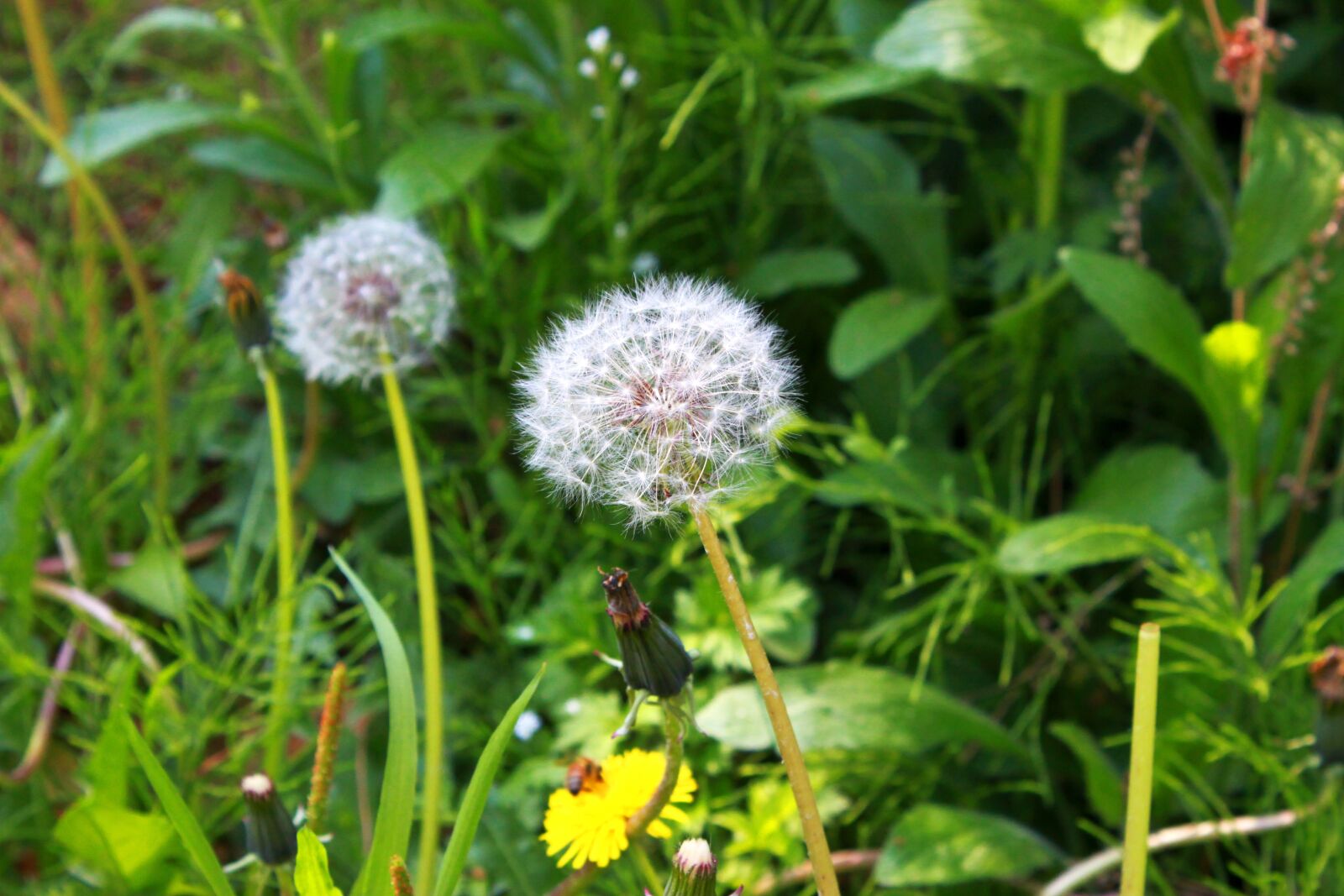 Canon EOS 500D (EOS Rebel T1i / EOS Kiss X3) sample photo. Flowers, plants, dandelion seeds photography