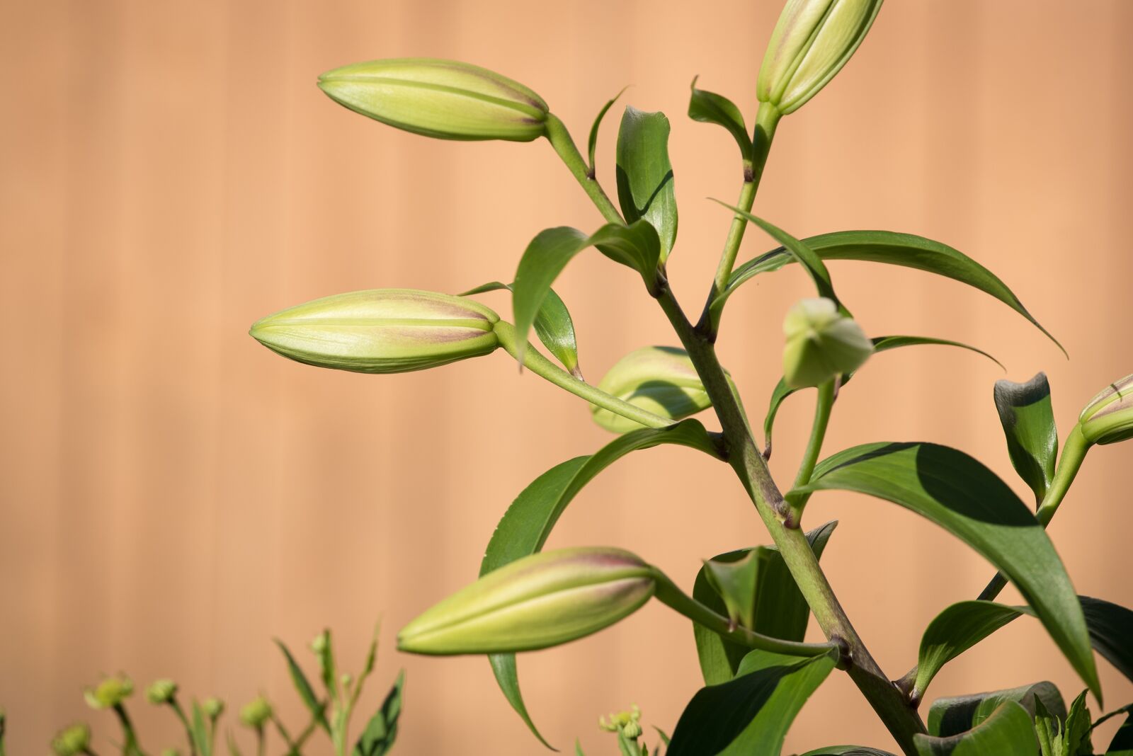 Nikon D750 sample photo. Lily, bud, plant photography