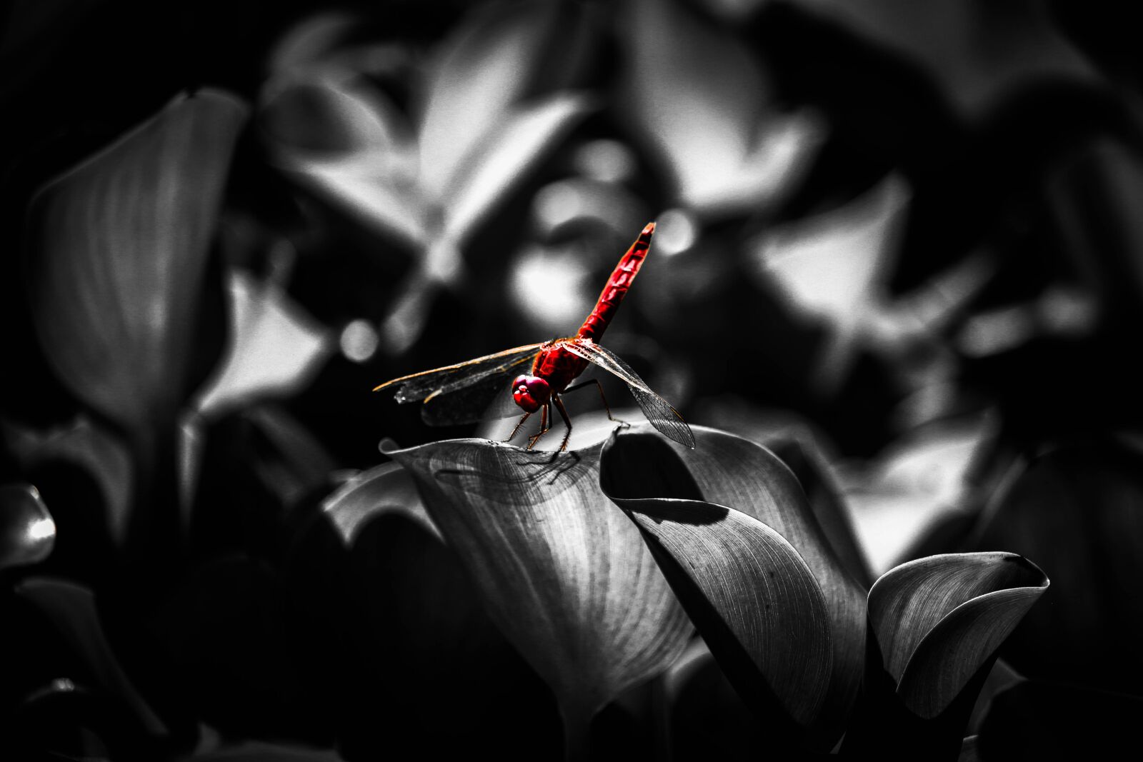 Canon EF-S 55-250mm F4-5.6 IS STM sample photo. Dragonfly, white black, insects photography