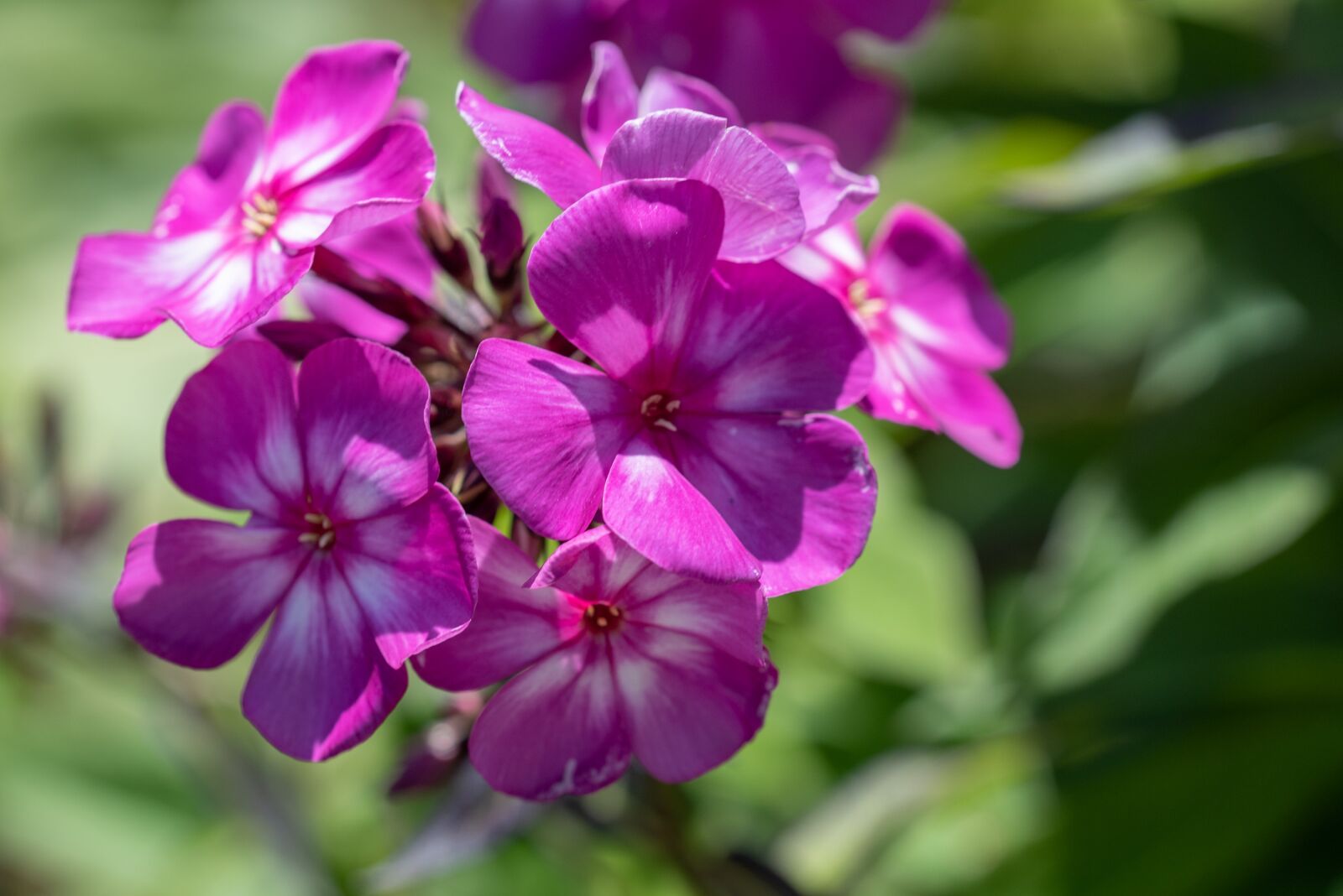 Nikon D750 sample photo. Phlox, flower, blossom photography