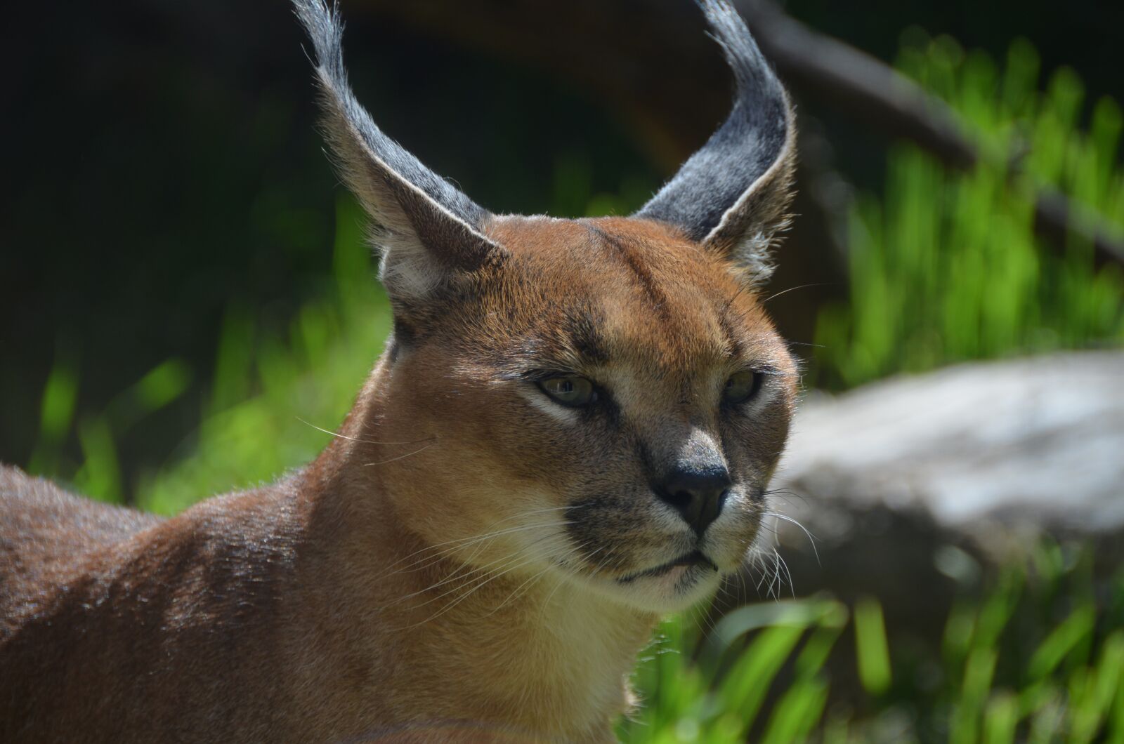 Nikon D5100 sample photo. Caracal, cat, zoo photography