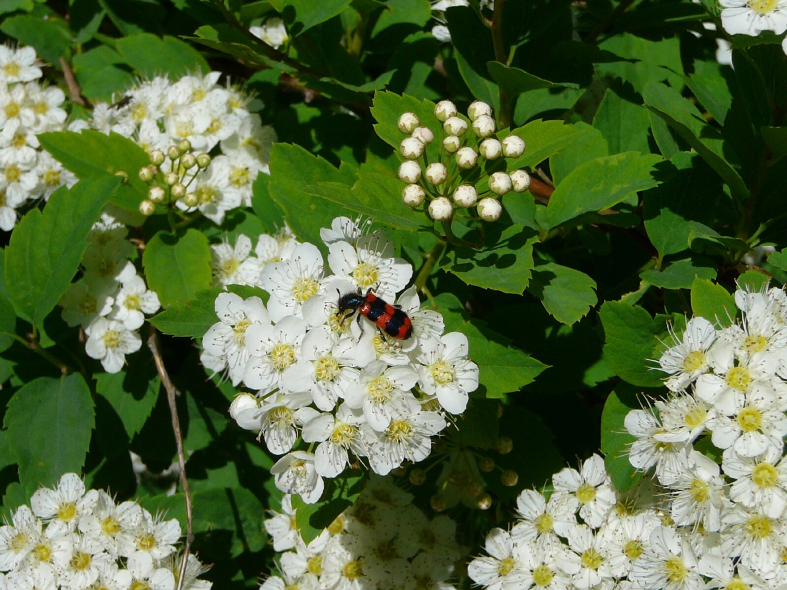 Panasonic DMC-TZ1 sample photo. Summer, beetle, flower photography