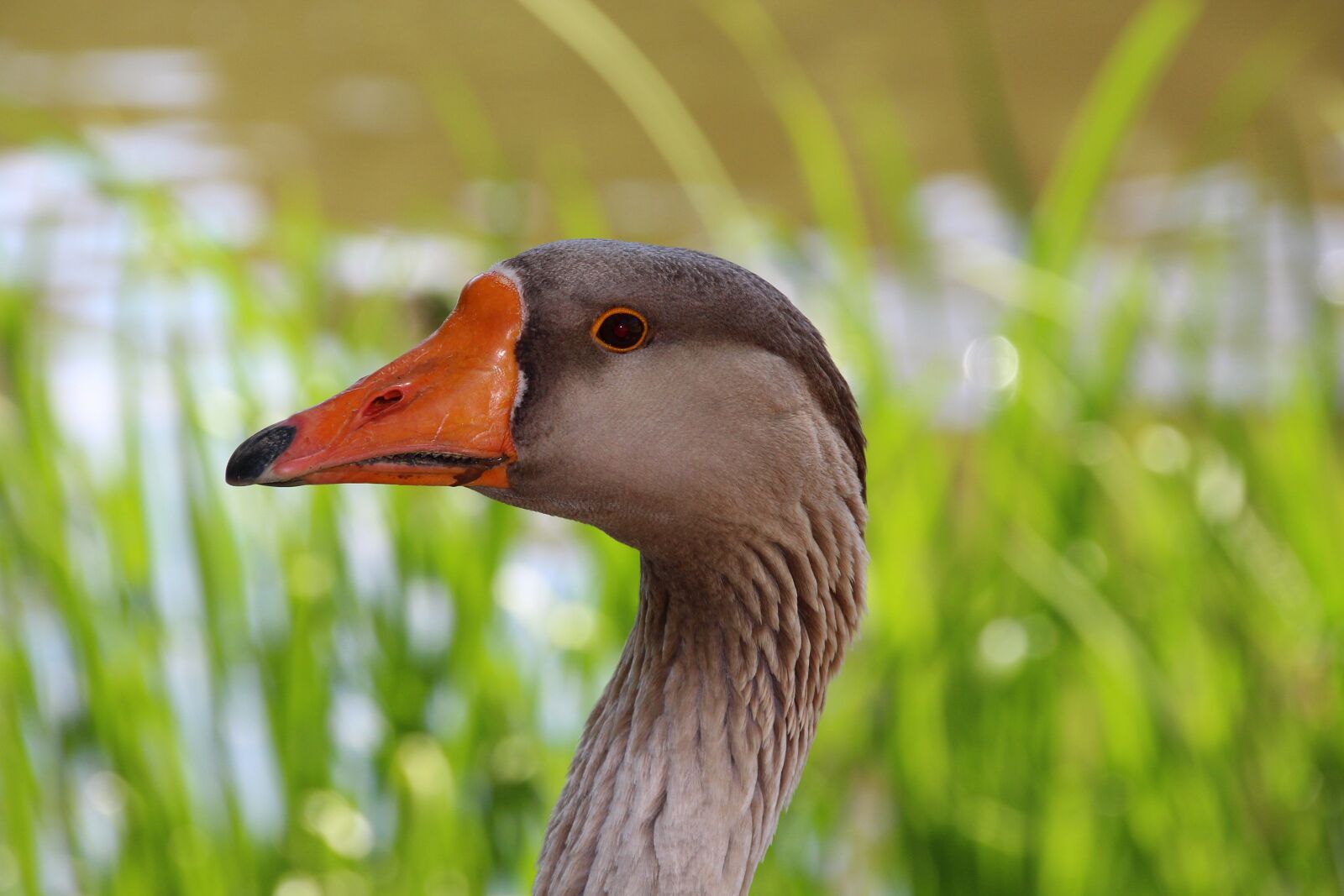 Canon EOS 650D (EOS Rebel T4i / EOS Kiss X6i) sample photo. Goose, poultry, bill photography