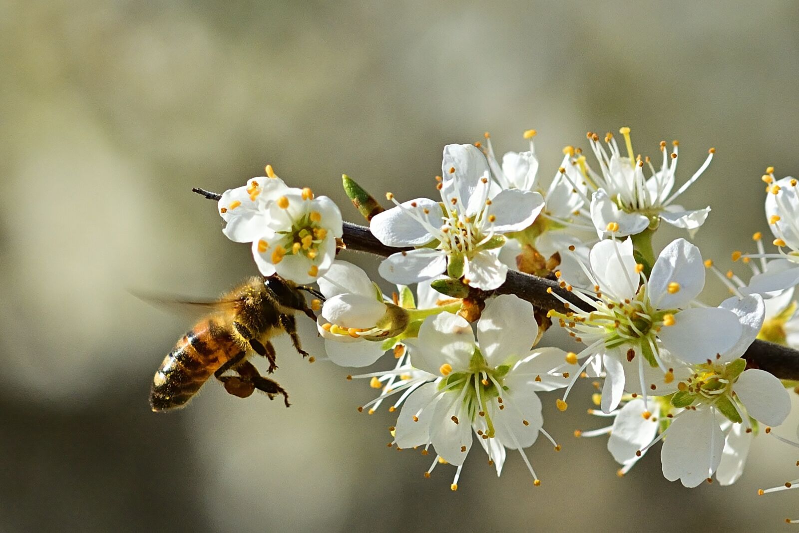 Nikon D5200 sample photo. Nature, bee, pollen photography