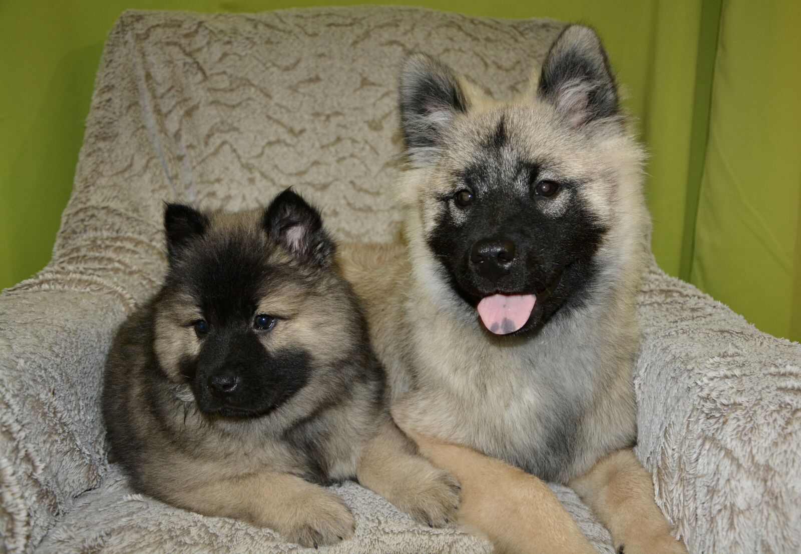 Nikon D5200 sample photo. Dogs, bitches, young puppy photography