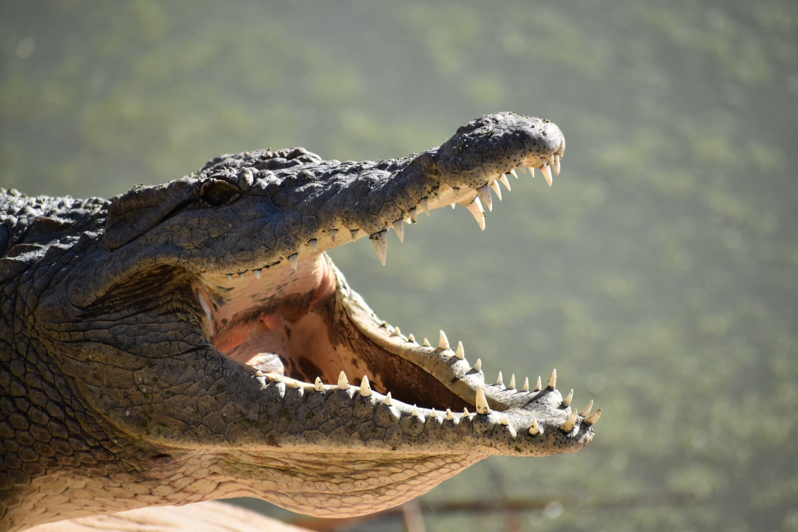 Nikon D5500 sample photo. Reptile, water, wildlife photography