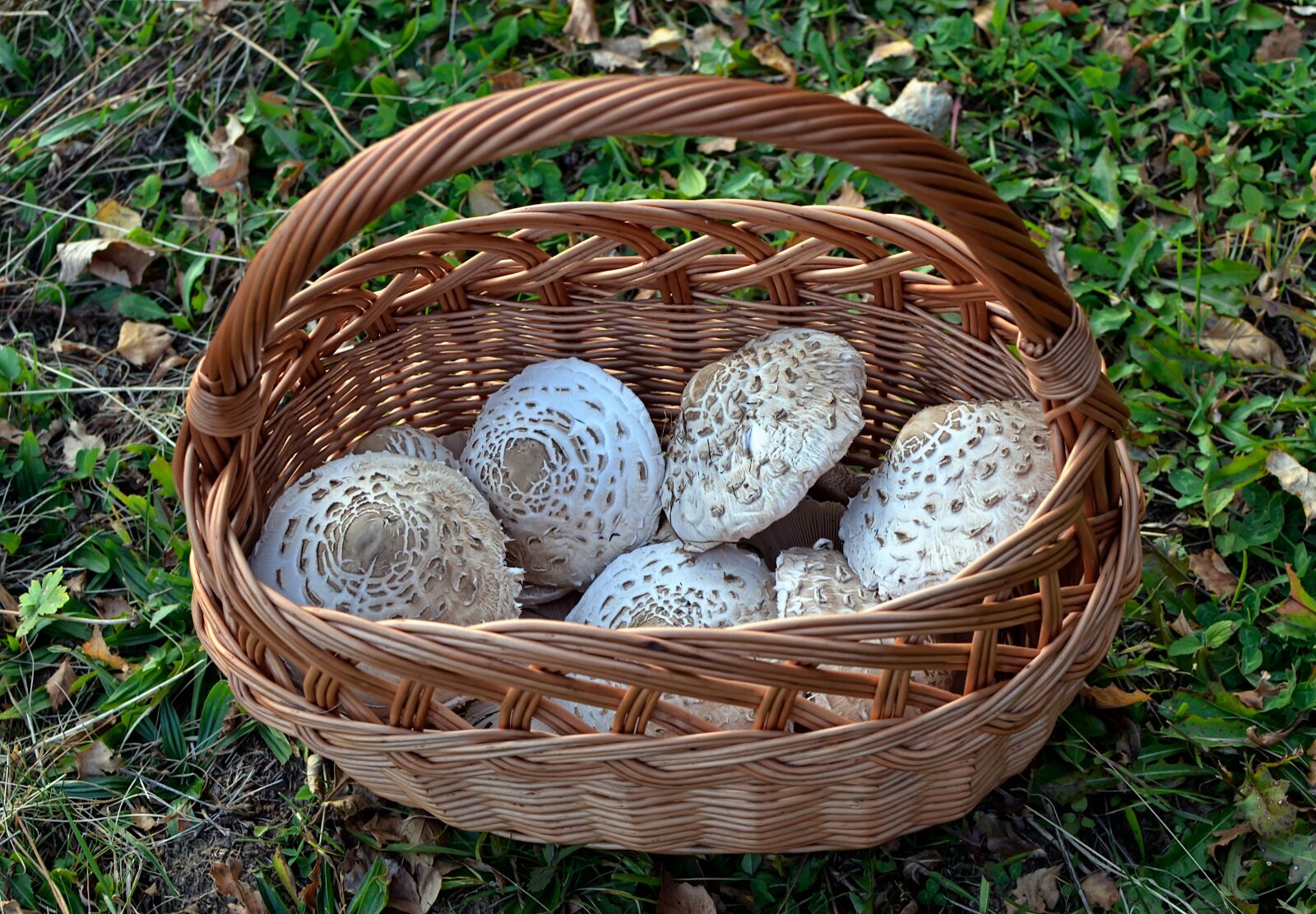 Nikon D7000 sample photo. Mushrooms, kite, shopping cart photography
