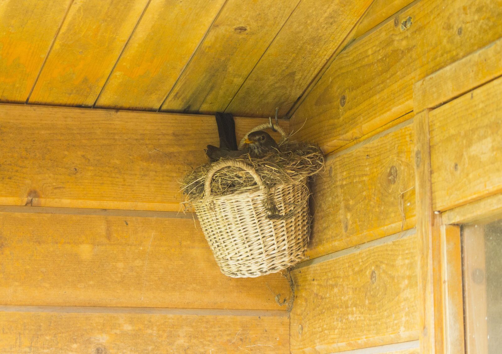 Canon EOS 60D + Canon EF-S 18-55mm F3.5-5.6 IS STM sample photo. Bird, nest, wood photography