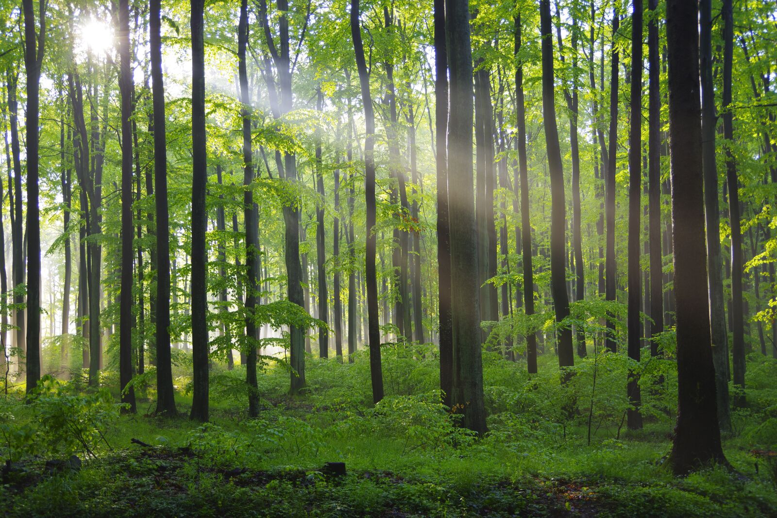 Pentax K-70 sample photo. Forest, wood, woods photography